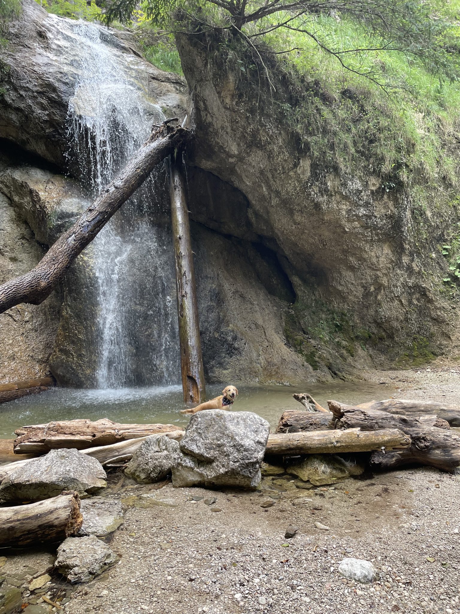 Golden retriever standing in front of a waterfall
