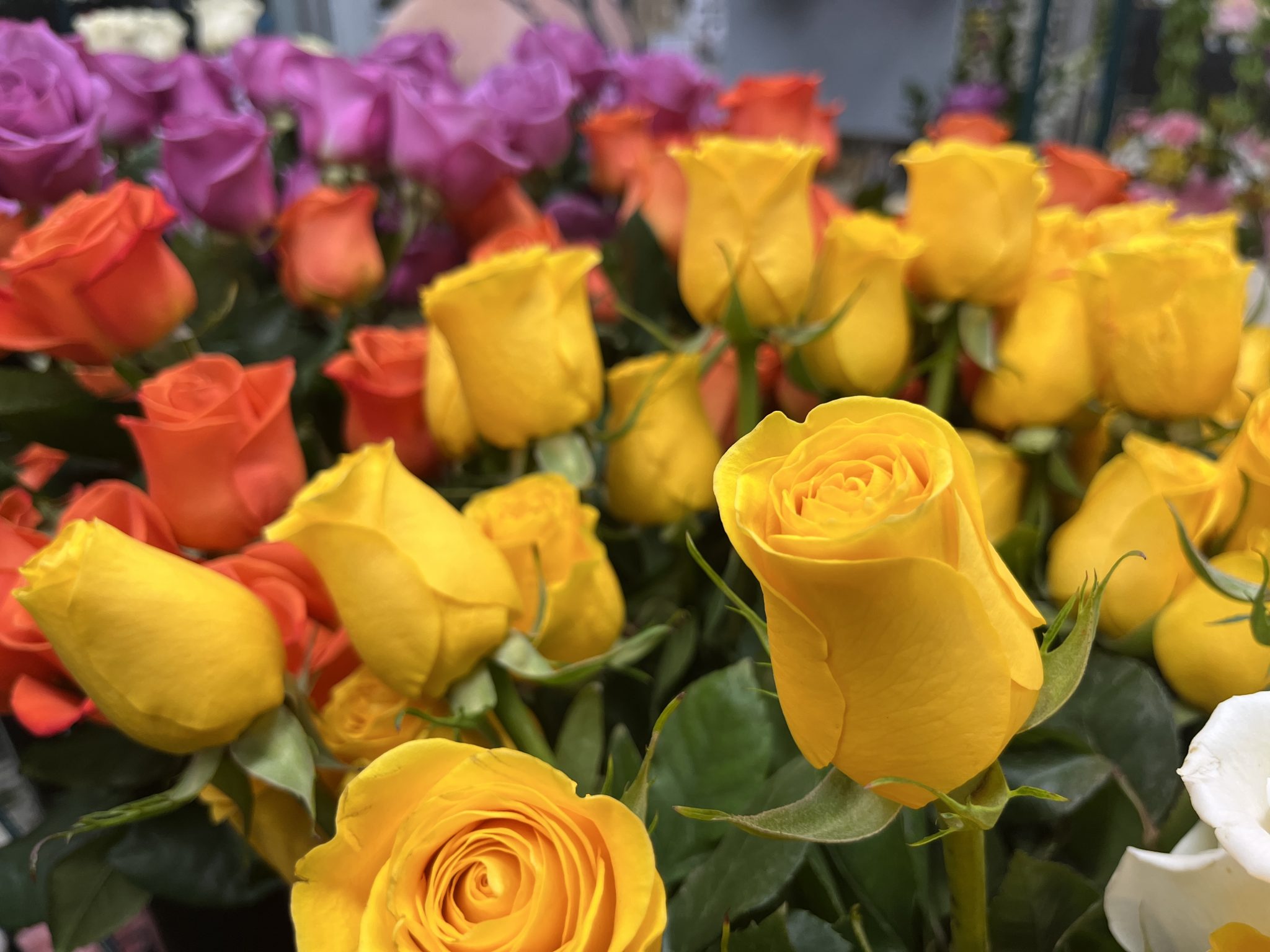 Multi-colored mass of roses.
