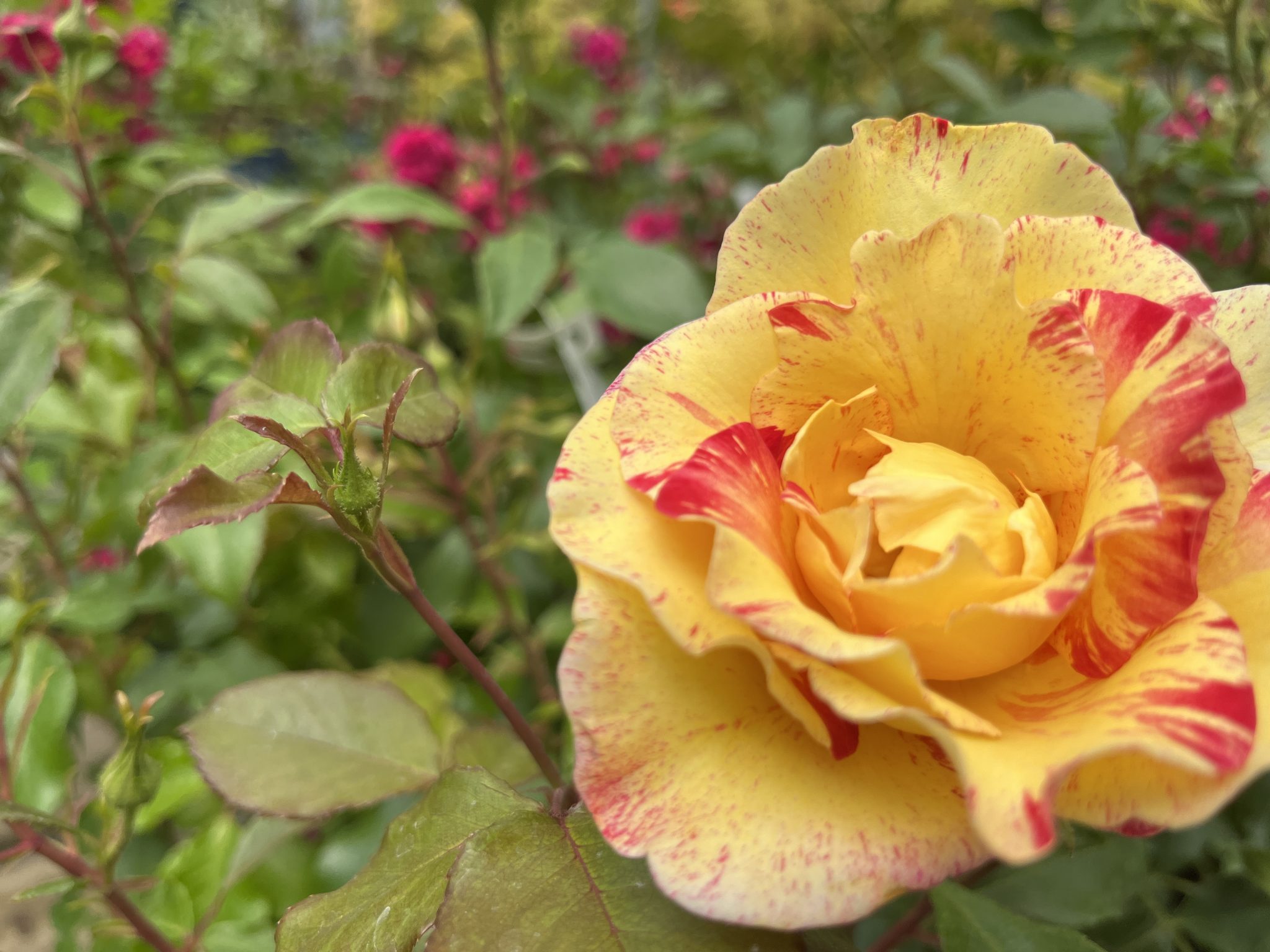 Closeup of a yellow rose with pink stripes.
