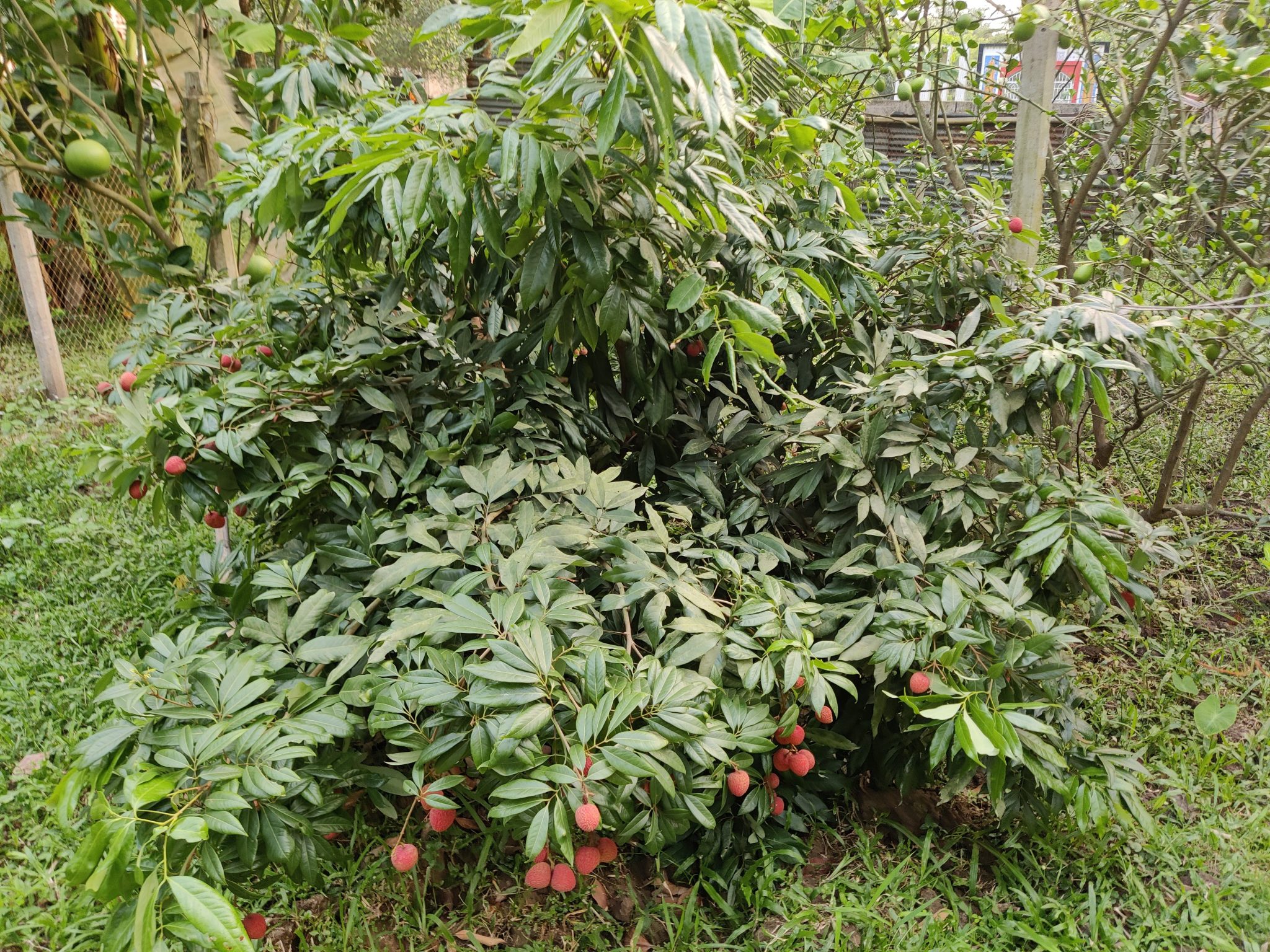 A lychee tree with fruits.