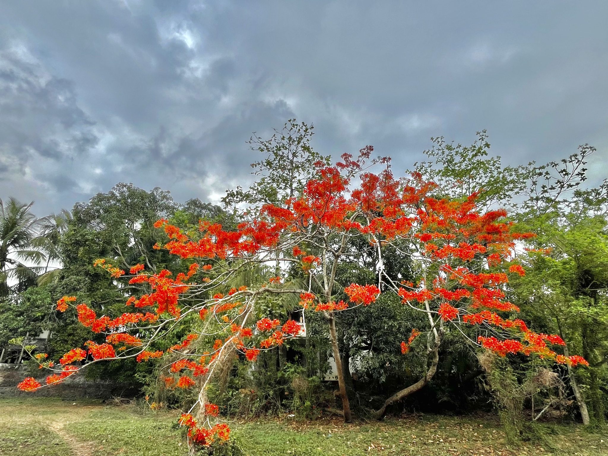 Flower tree. In India this tree is known as Gulmohar aka May flower. Original name is Delonix regia.Native to Madagascar. Normally it flourish in May here.