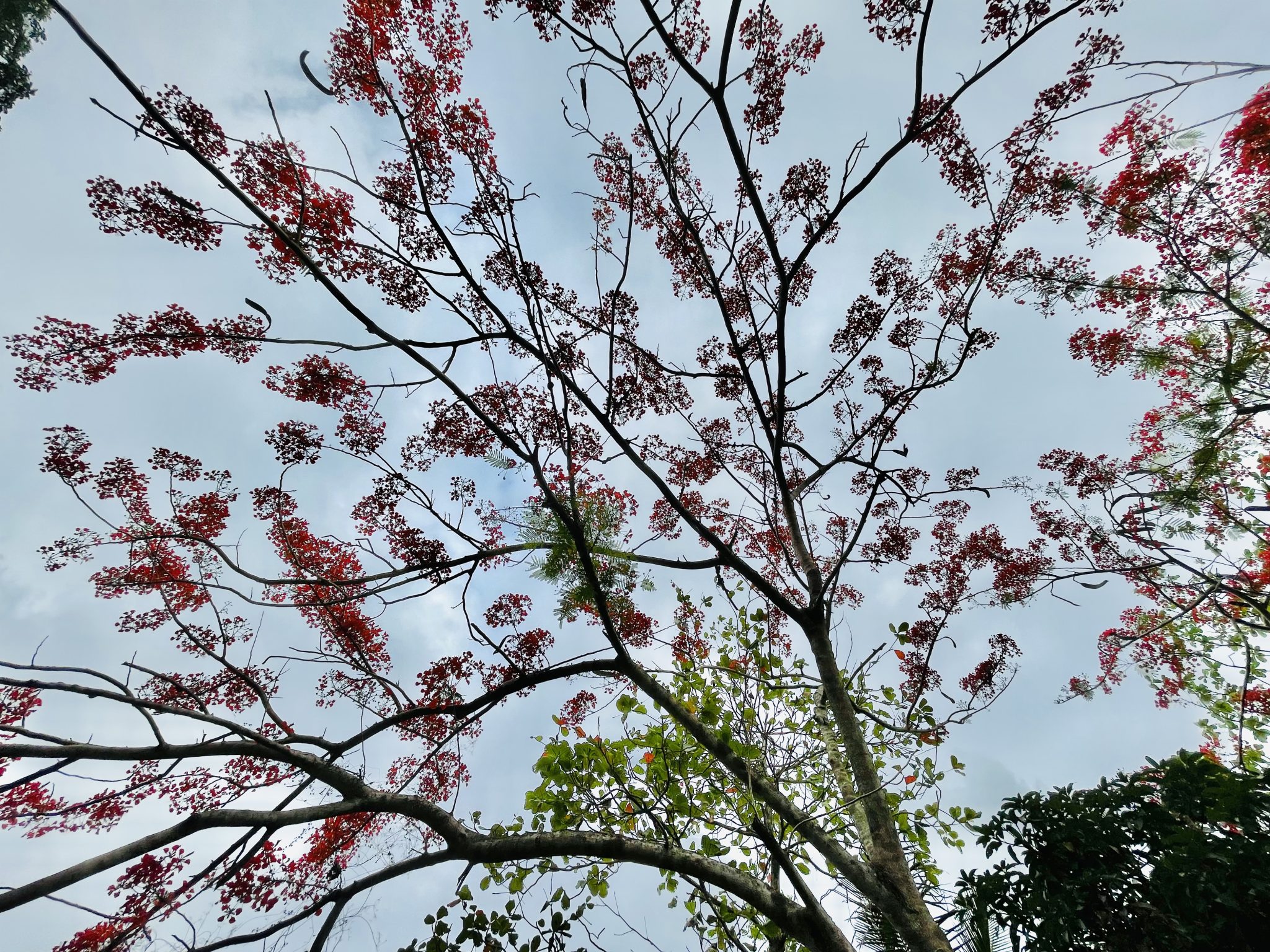 In India this tree is known as Gulmohar aka May flower. Original name is Delonix regia.Native to Madagascar. Normally it flourish in May here.

A view from the bottom of the tree. Photo is taken from Perumanna, Kozhikode, Kerala.