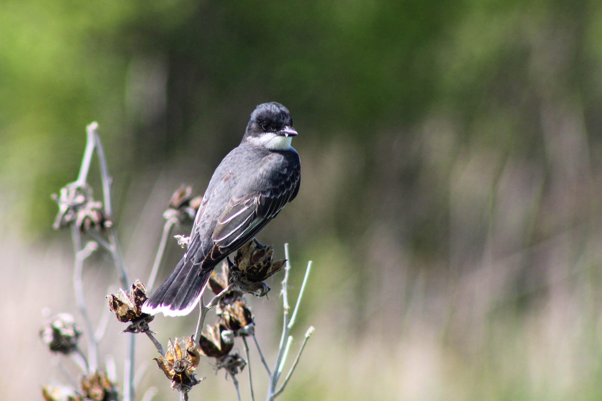An eastern kingbird perches on a dried branch at a wildlife refuge in Central New York.