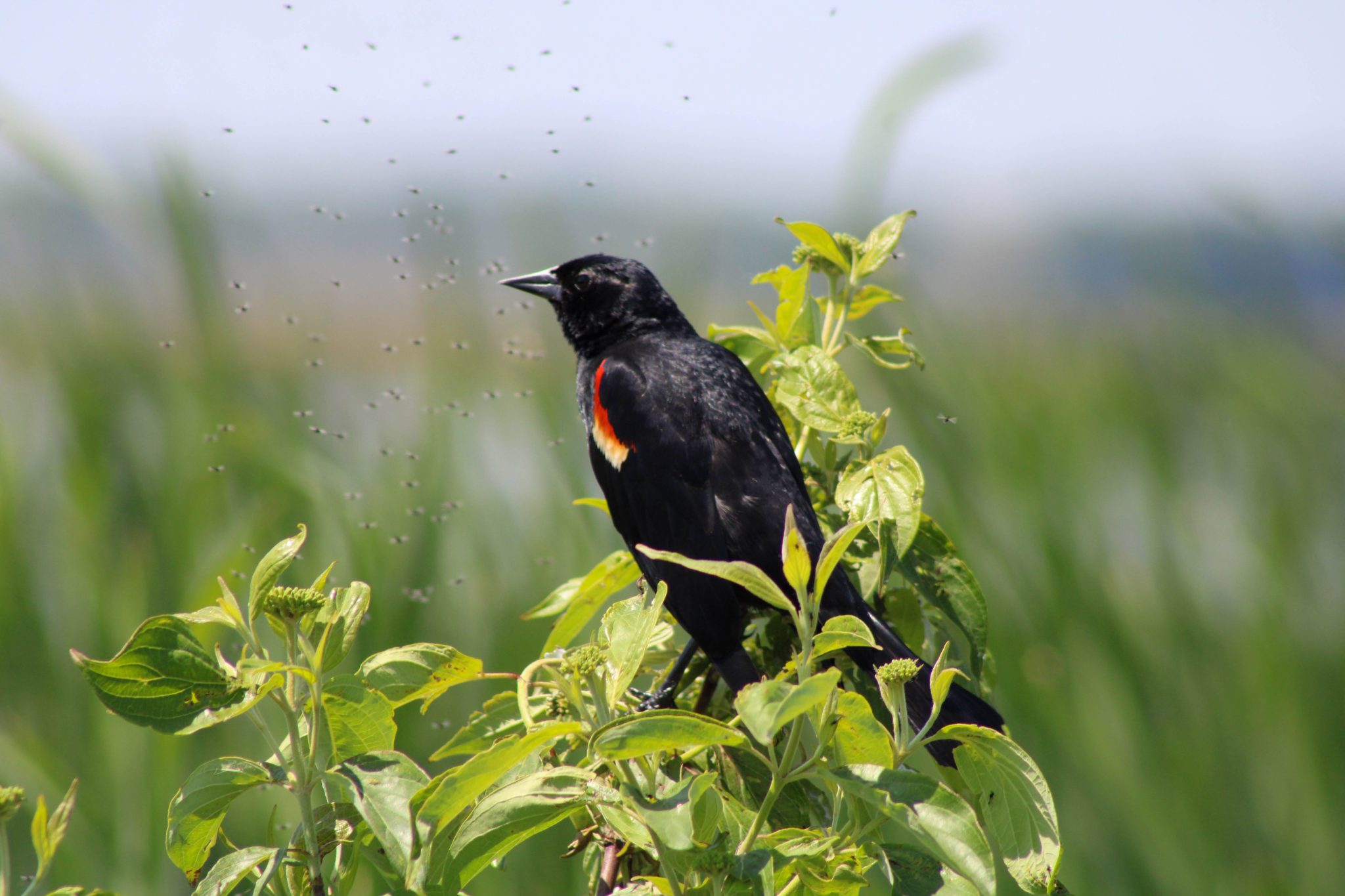 A redwing blackbird perched on a branch with insects flying around him.