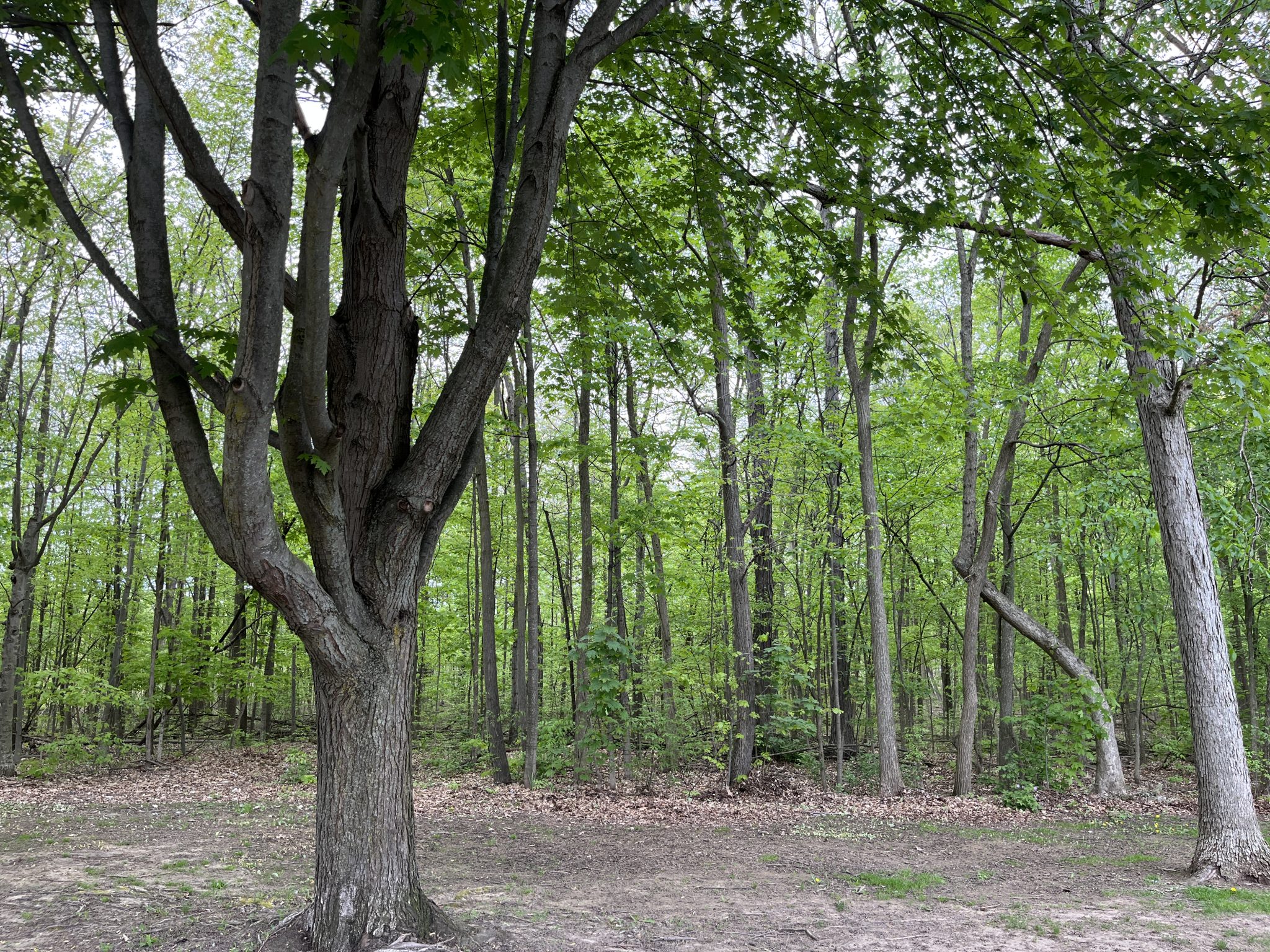 Large tree in a small clearing with forest in the background.