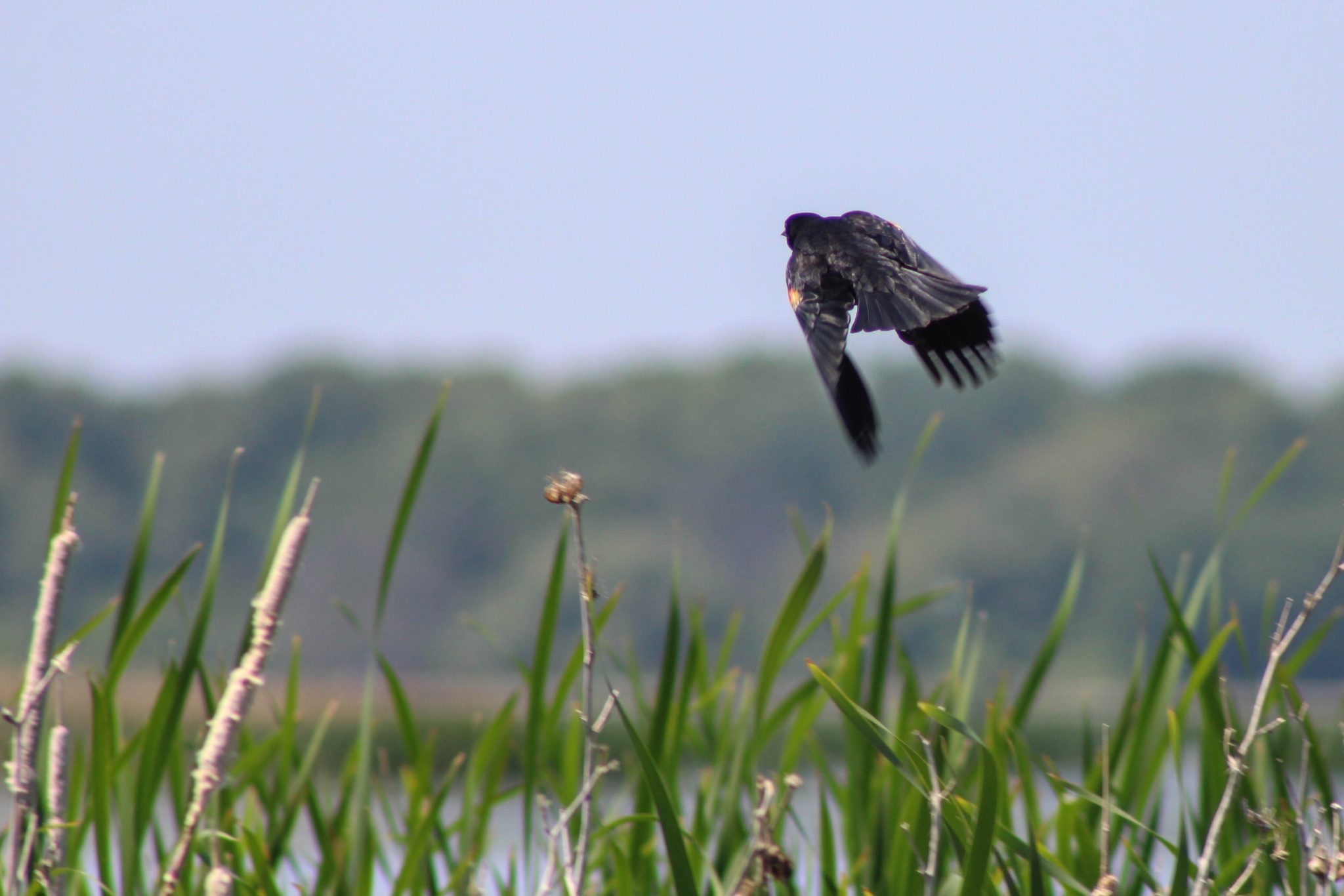 A redwing blackbird takes wing at the edge of a lake in central New York.