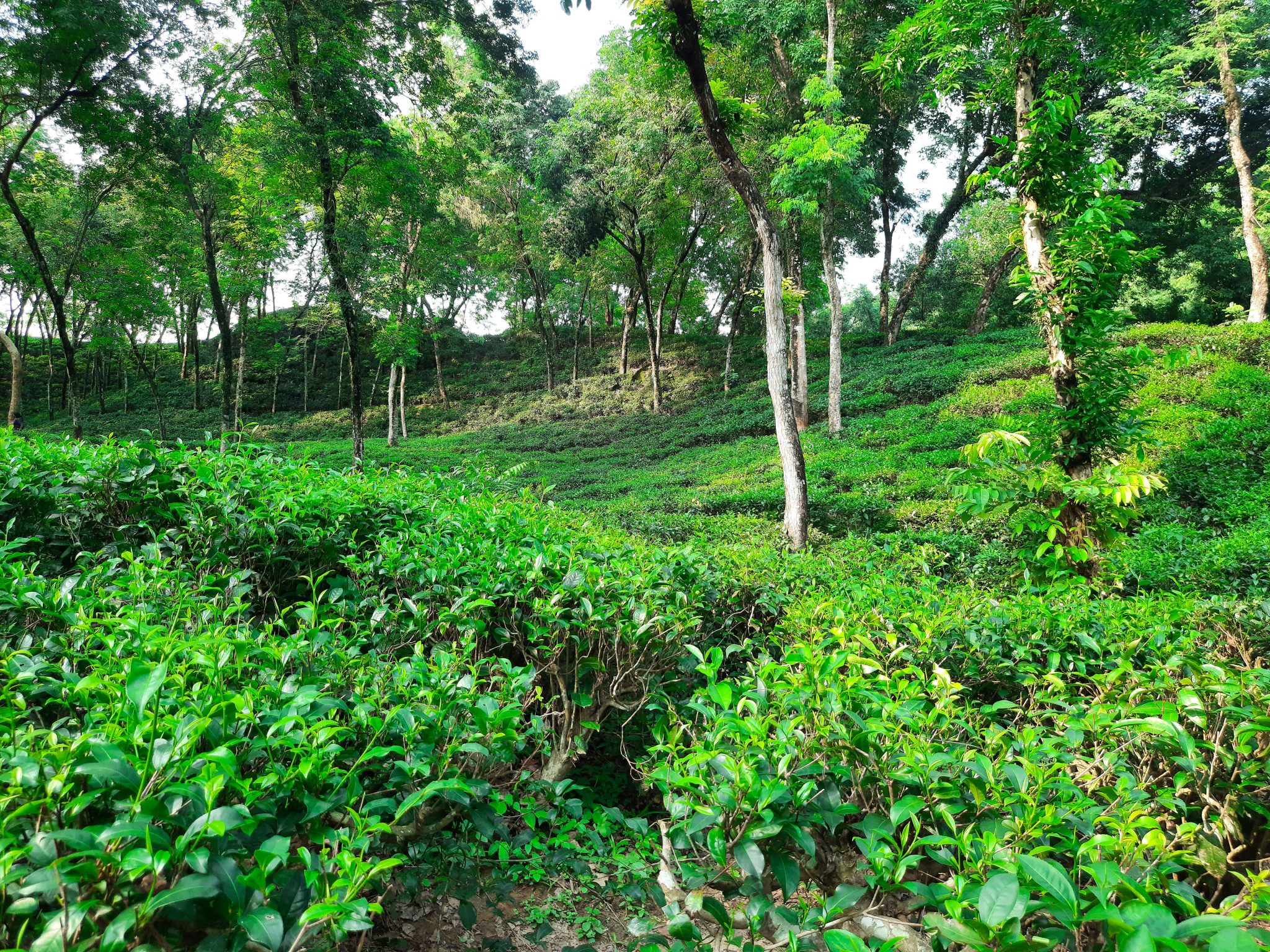 A wonderful snap of a tea garden in the heart of Sylhet, where a symphony of shade trees are seen to be providing partial shade to the tea plants, crucial for cultivating exquisite tea leaves.