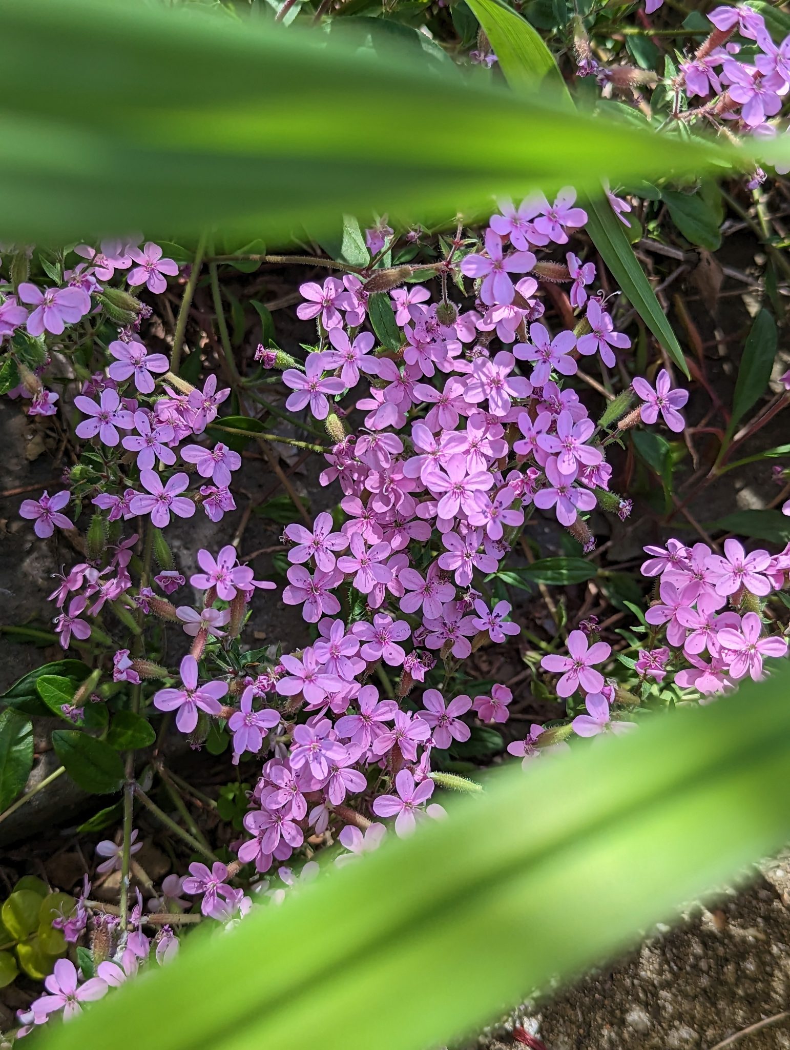 A bunch of the tiny purple flowers