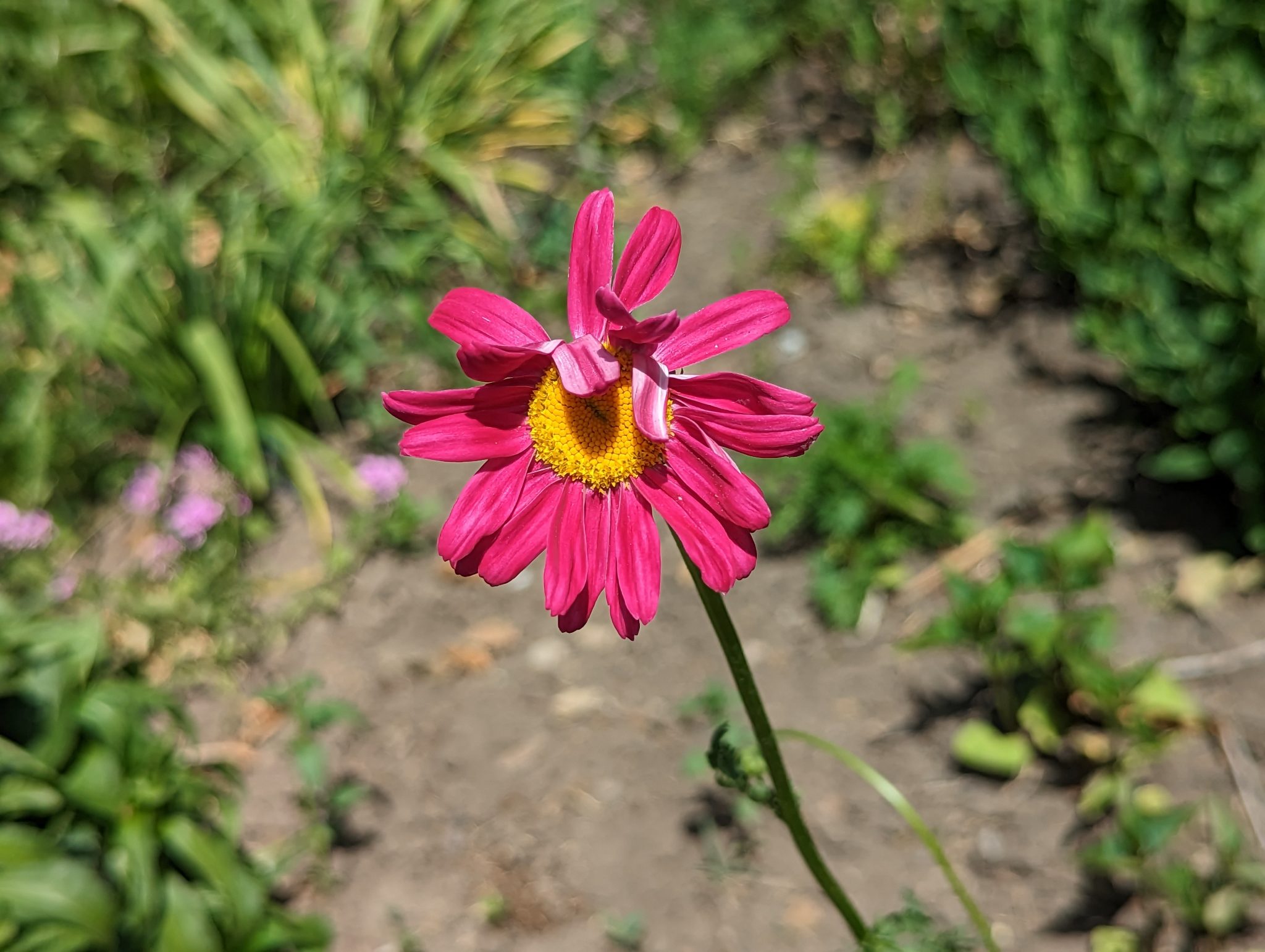 Small pink flower with yellow in center
