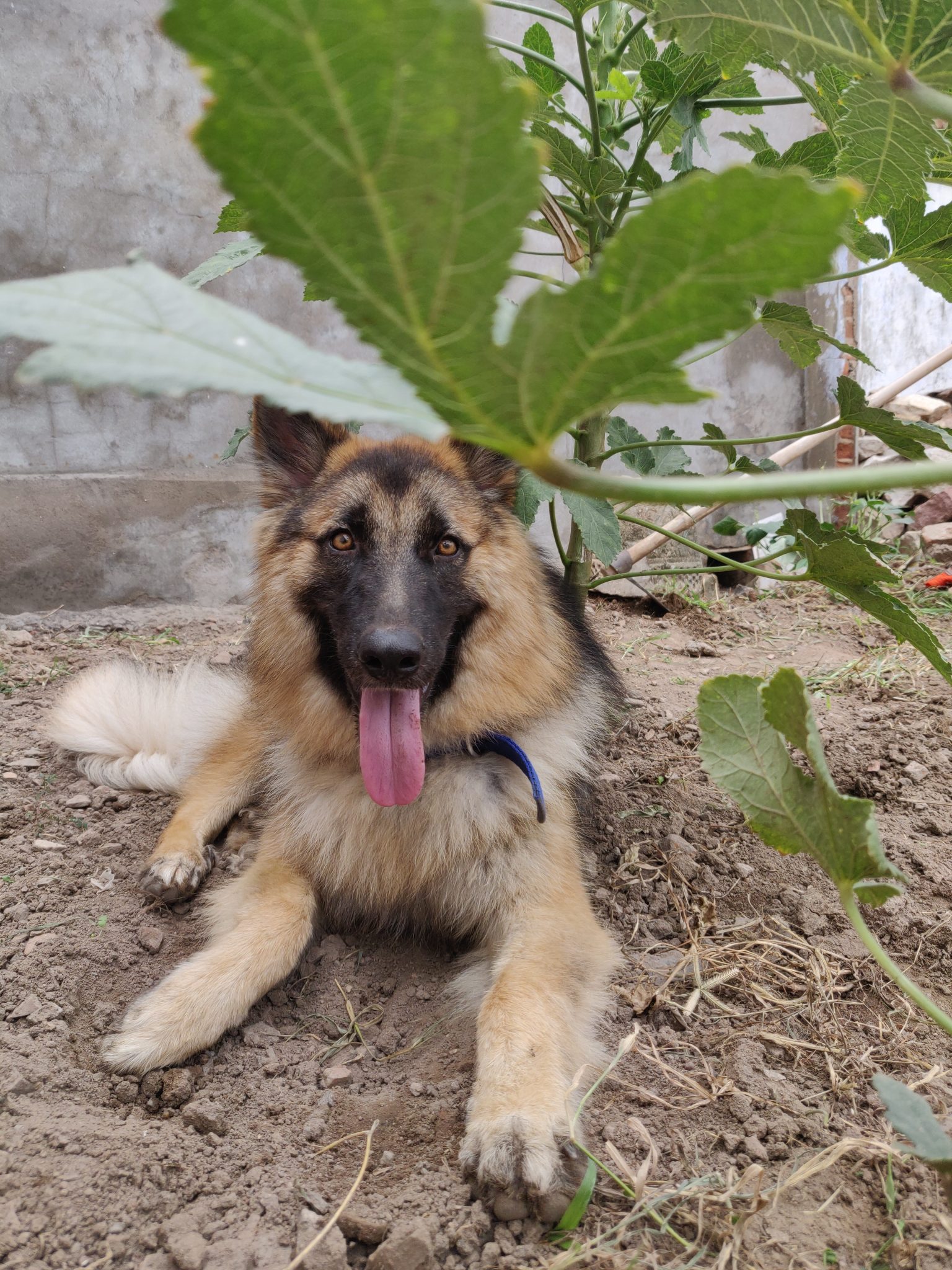 German Shepherd dog resting under green plant