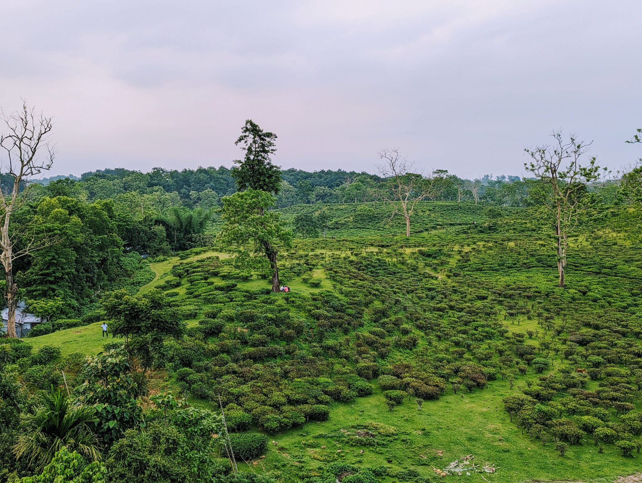 This image is a snap of the borderline of Lakkatura Teagarden, Sylhet. It's one of the largest Teagarden of Sylhet.