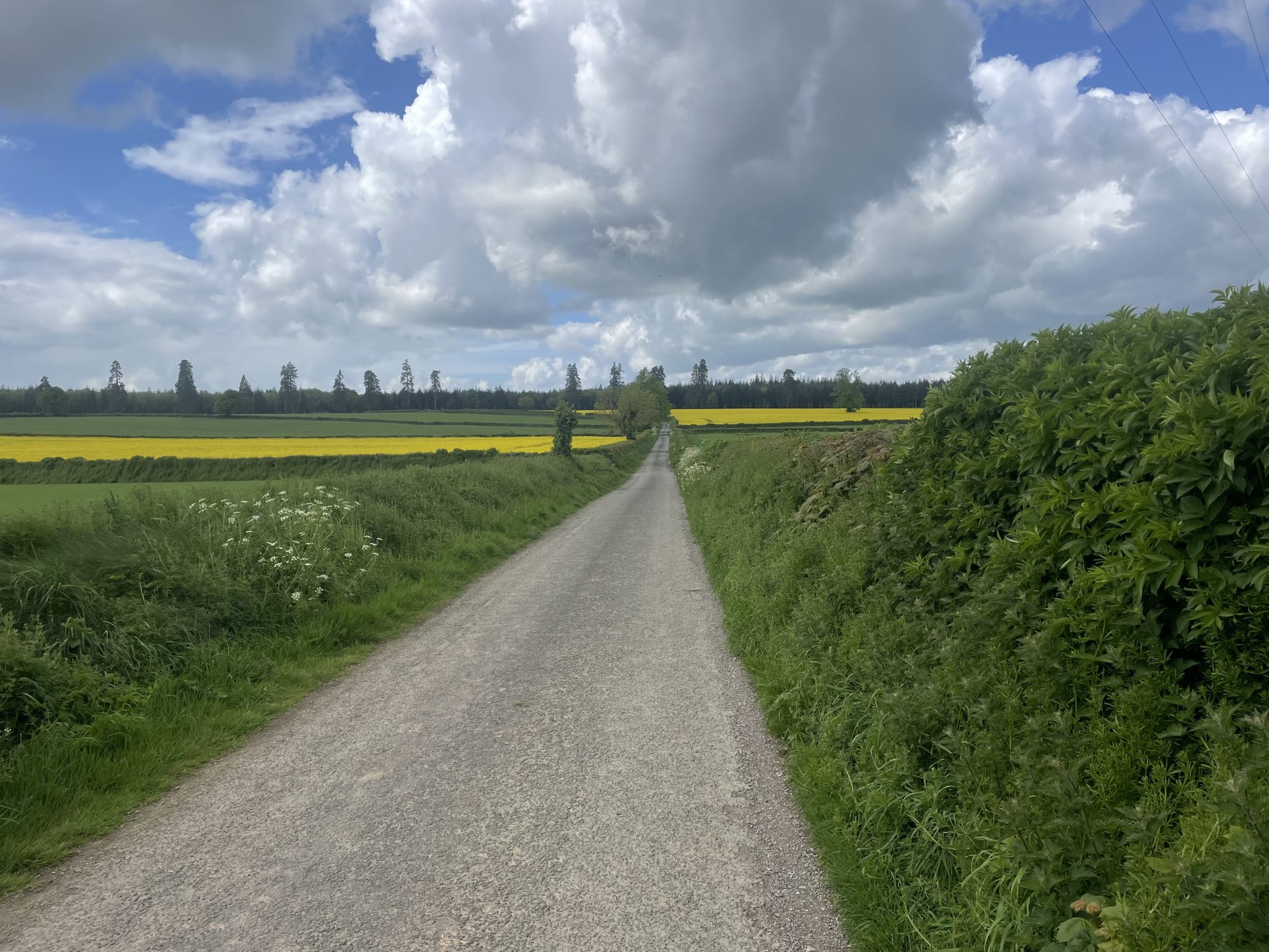 A long straight country road in Ireland surrounded by rapeseed fields