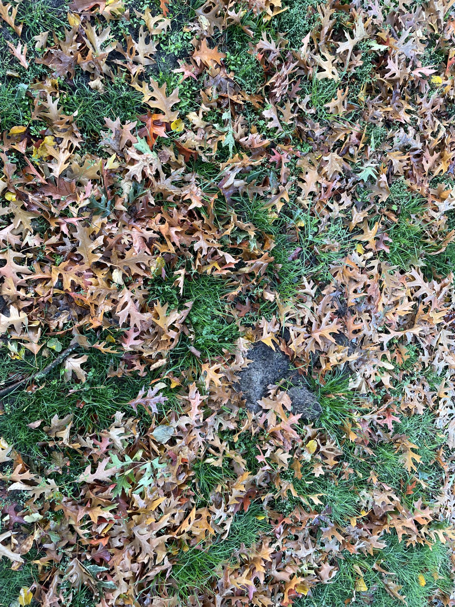 Multi-colored autoumn leaves on a green lawn. Perspective and distance would be like looking at your feet.