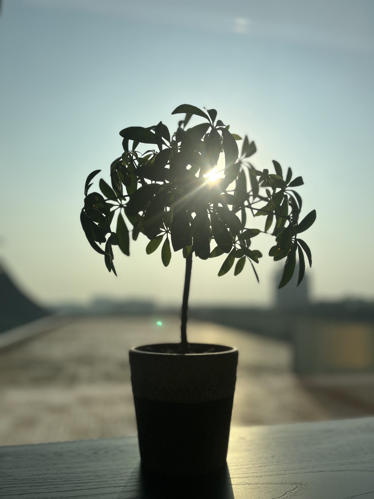 Small potted plant with narrow stem sitting on a shelf outside.  The sun, low on the hoizon and leaking through the leaves of the plant to make a bright spot.
