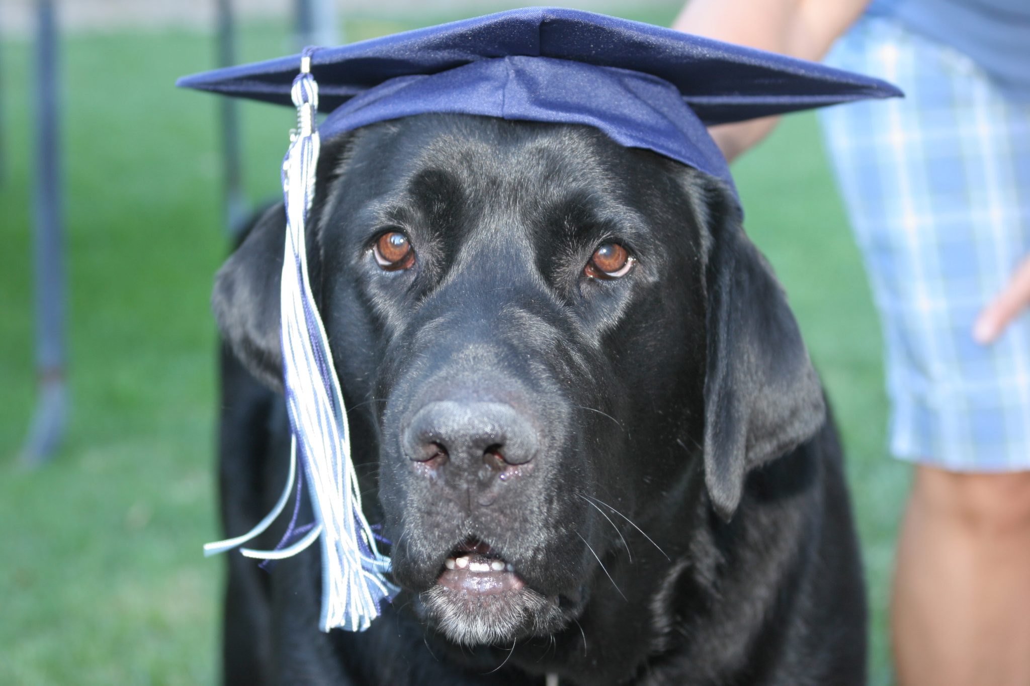 Looking into the face of a large dog wearing a graduation cap.
