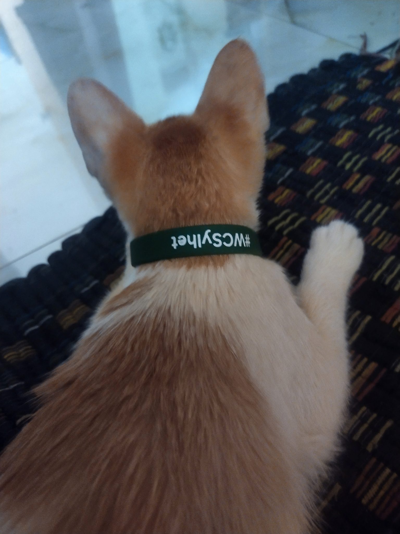 WordCamp Sylhet bracelet on a small cat as a collar. View is about 12 inches from the cat, looking down at the cat as it looks down over an edge.