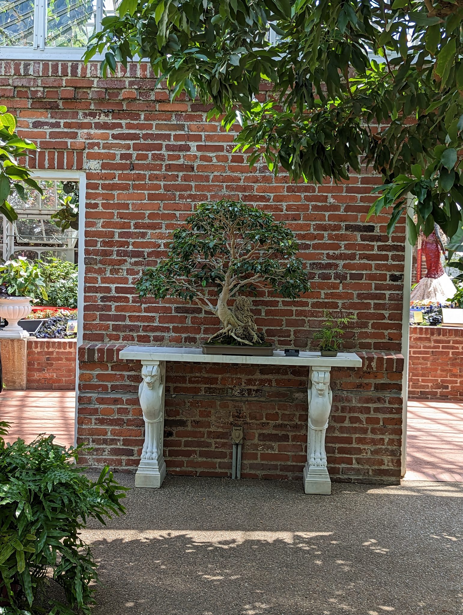 A bonsai tree in front of a brick wall inside a greenhouse