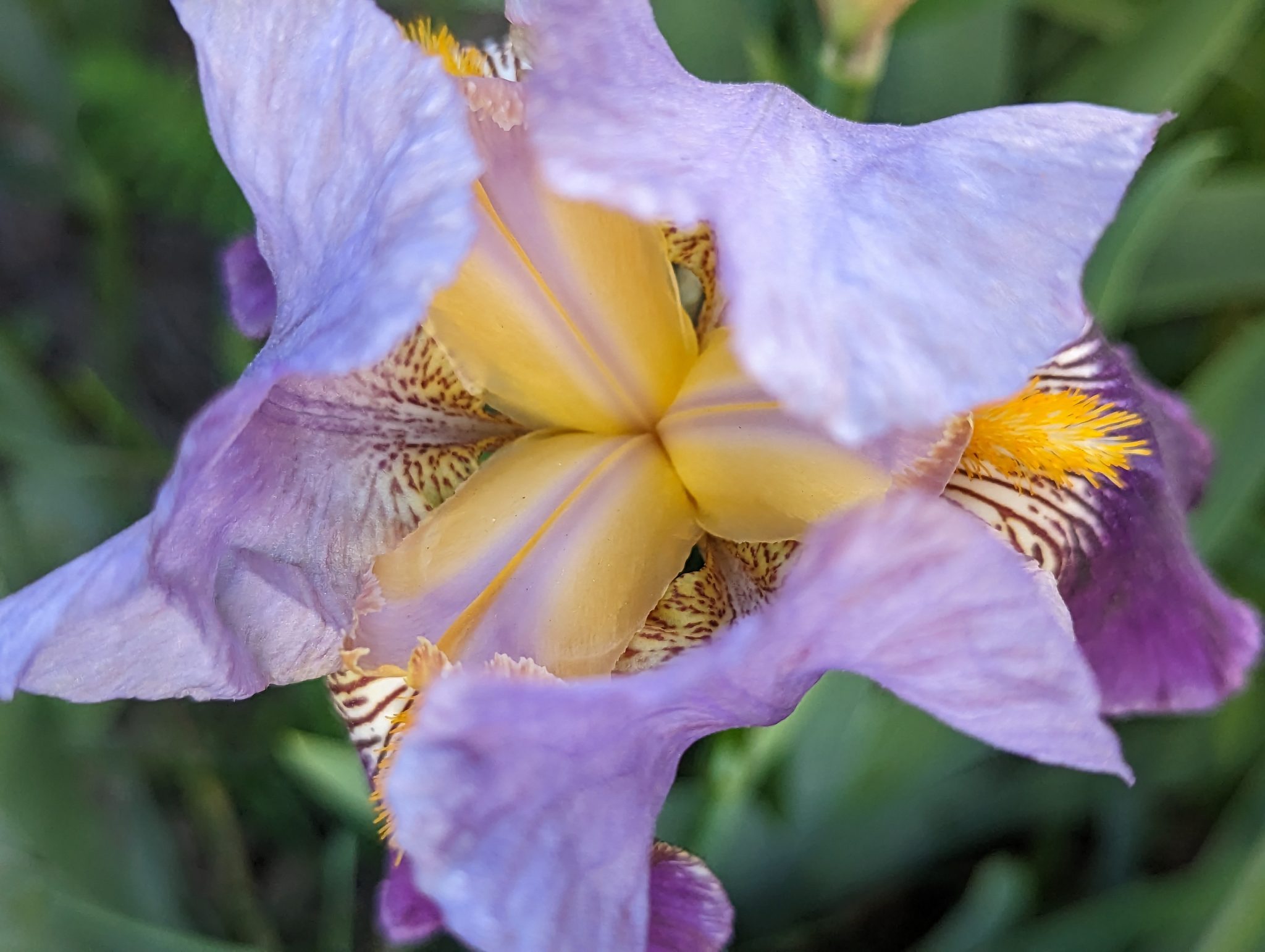 An iris flower seen from the top