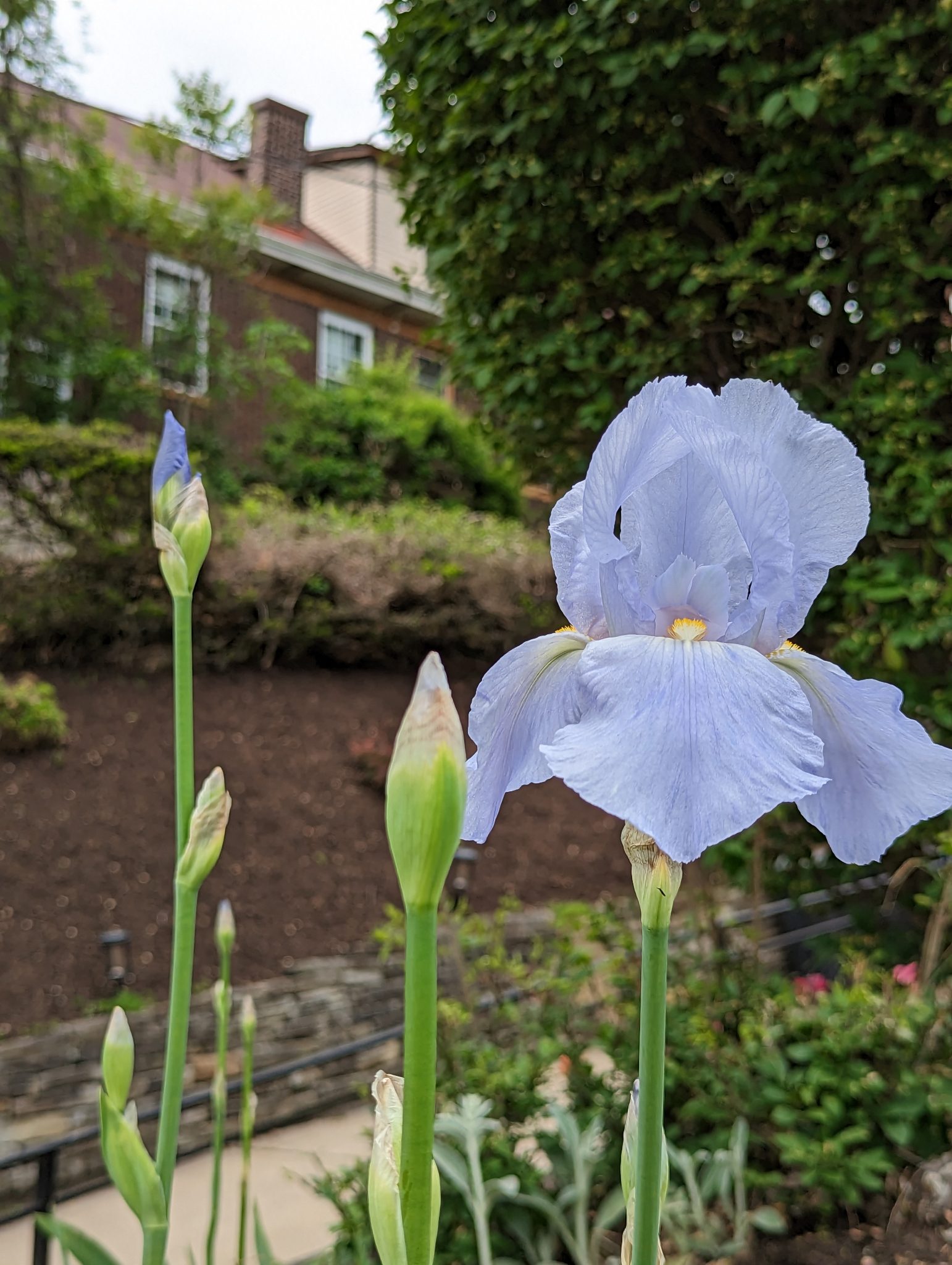 A blue Iris flower