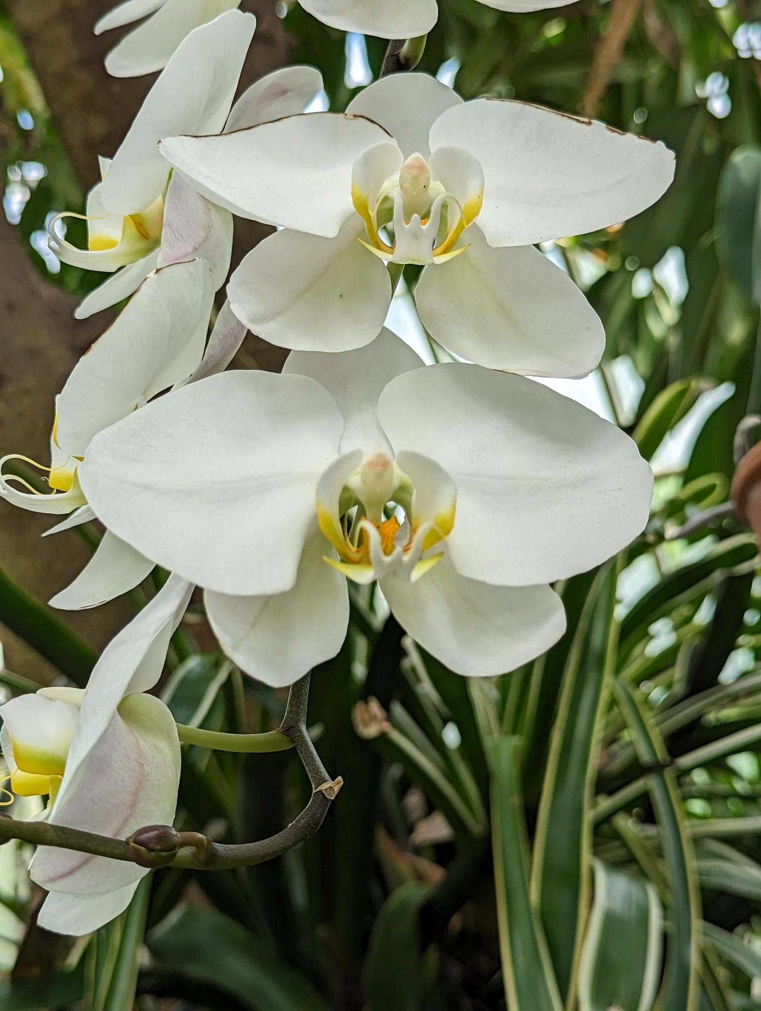 White and yellow orchids