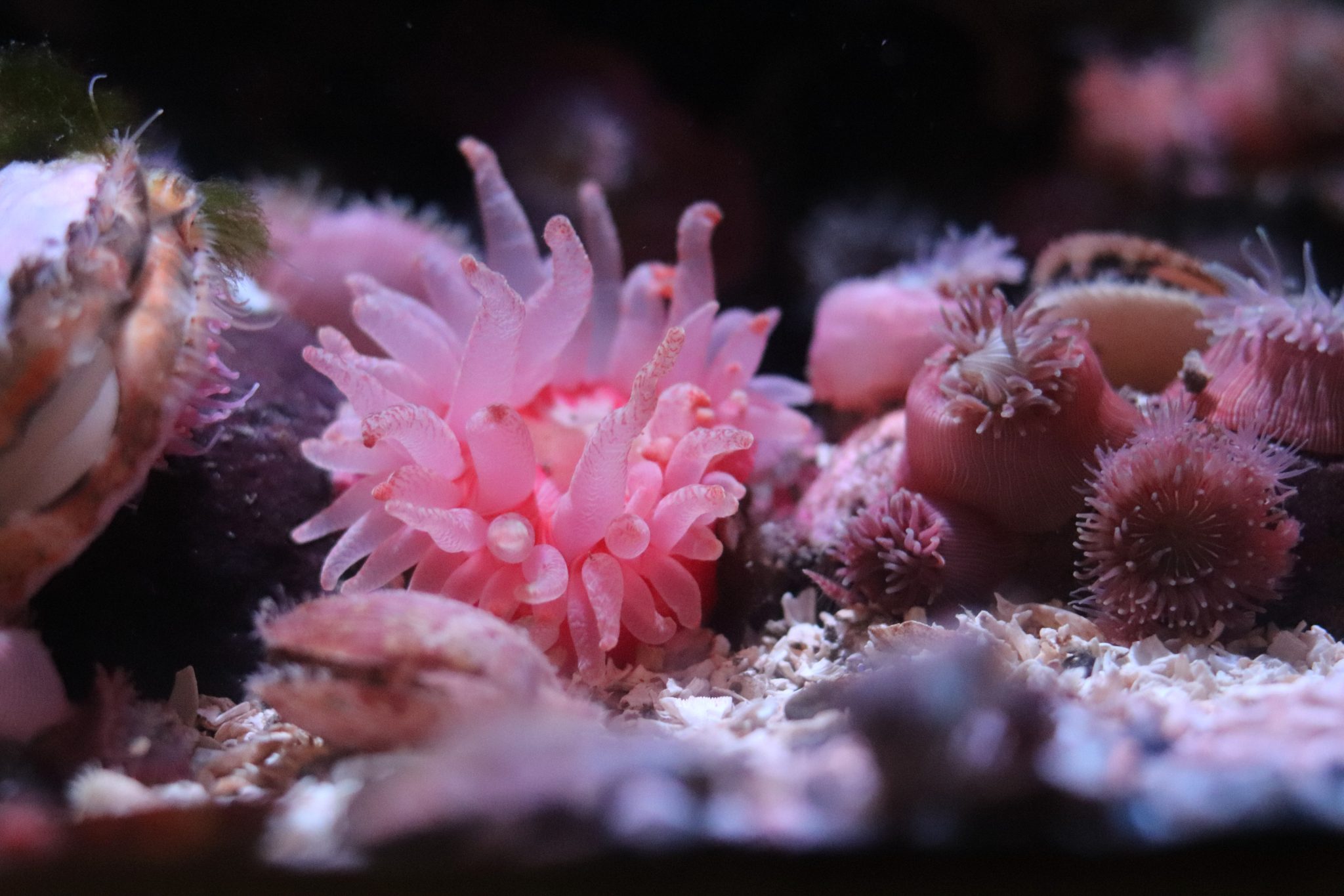 A light pink polyp that looks similar to a sea anemone