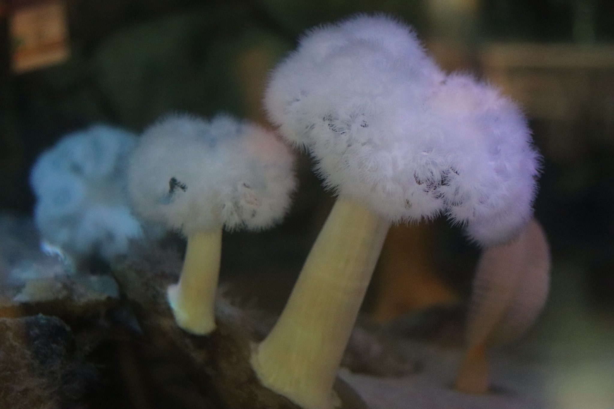A white mushroom like polyp in an aquariam tank.