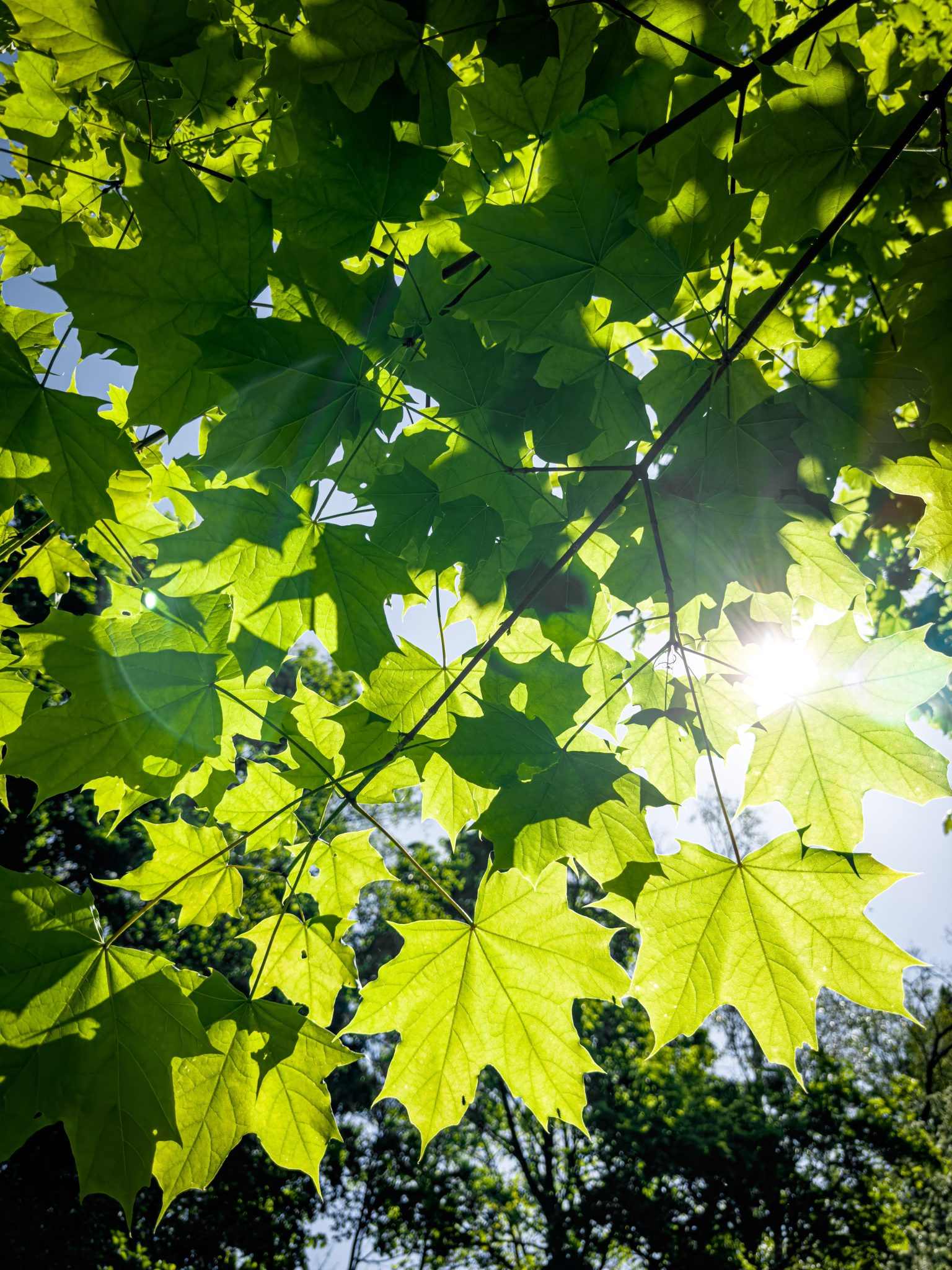View from below of maple leaves with veins distinctly visible against a backdrop of a bright sky. Sunlight shines through.