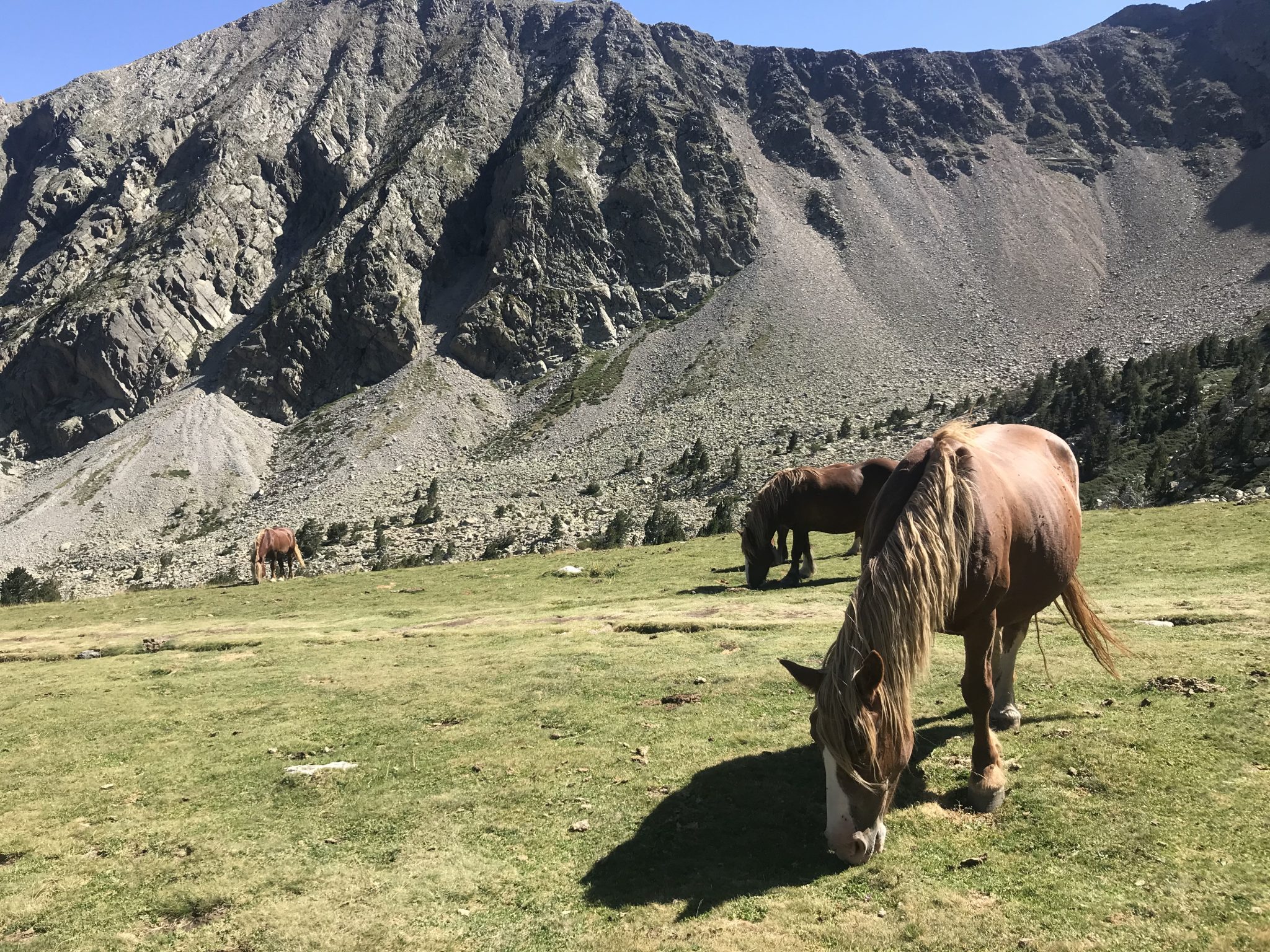 A brown horse eating grass in the mountains