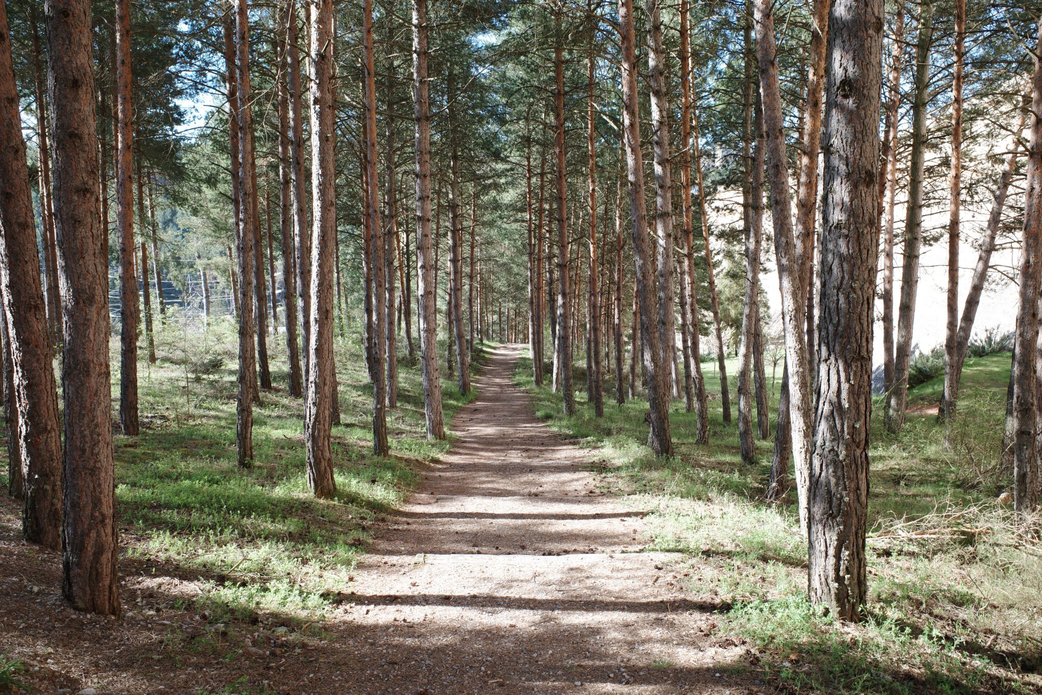 Hikking path in a pine forest in northern Spain.