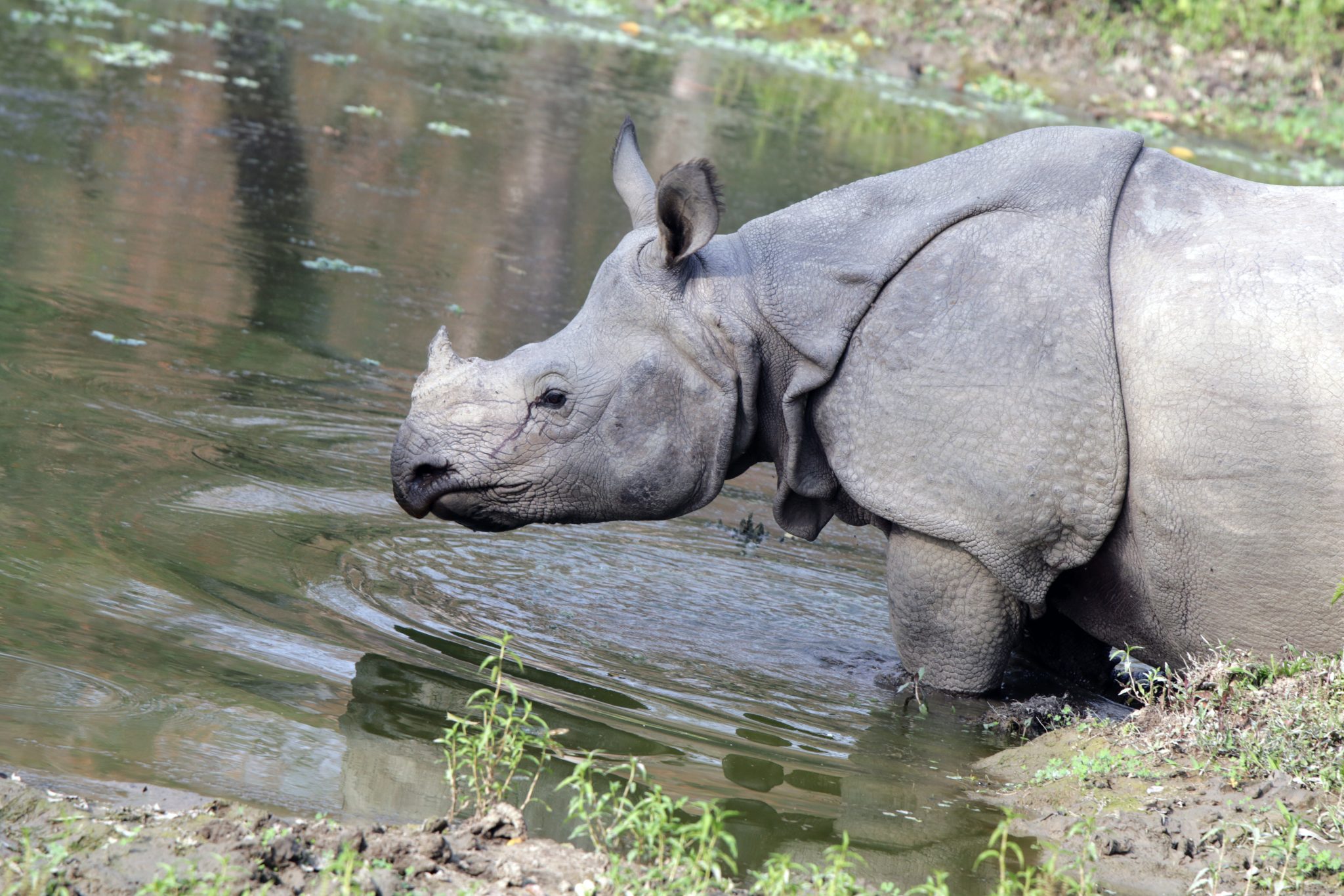 One Horn Rhino standing with forelegs in water up to its knees, but back legs up on dry land.