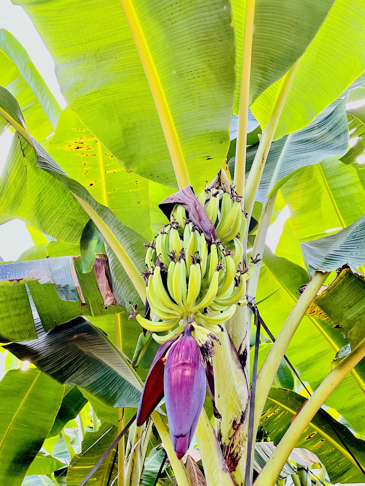 Tender Nendran Banana. From Kozhikode, Kerala.Bananas hanging from a tree.