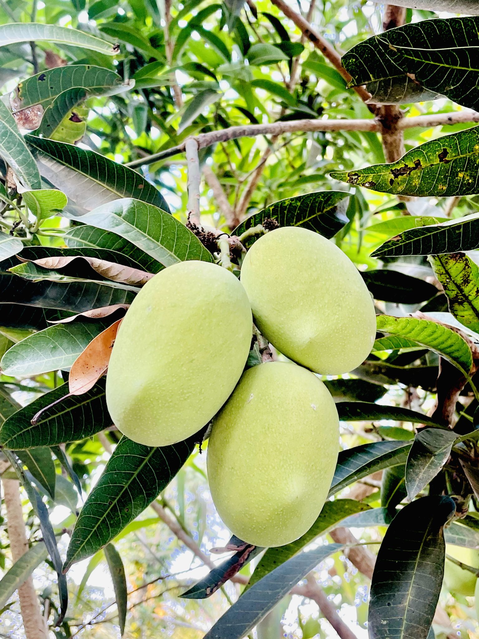 Tender Mangoes. From my uncle’s home. Kozhikode, Kerala.  Three large mangoes on a tree branch.