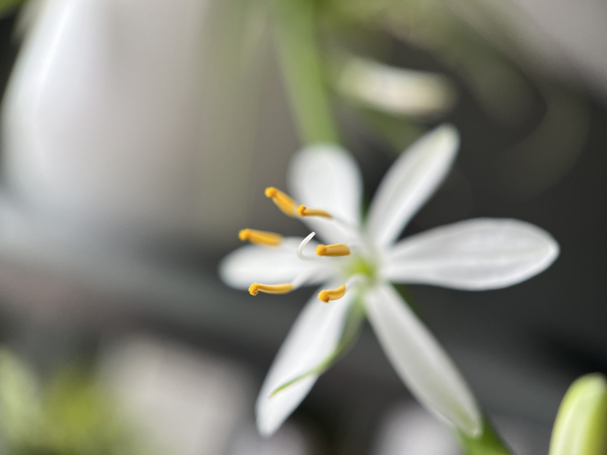 Tiny white flower, six petals pulled back from the stamen with six tiny arms reaching forward.