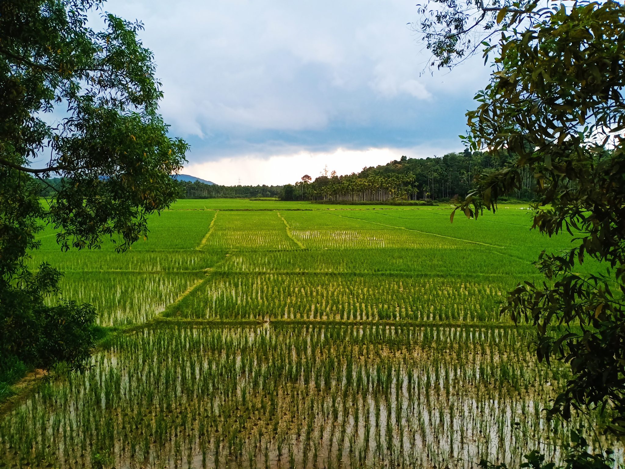 A paddy field near Kalpetta, Wayanad, Kerala during monsoon.