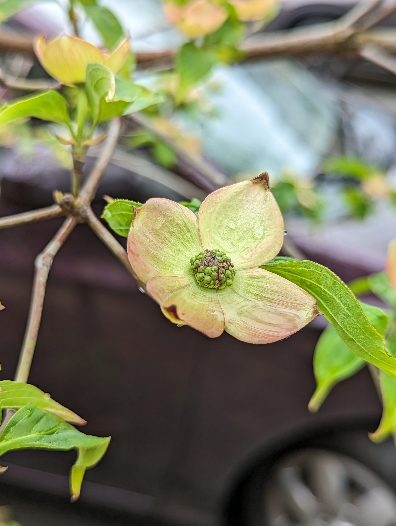 Green tree leaves with raindrops and a green and pink bud, in front of a car.