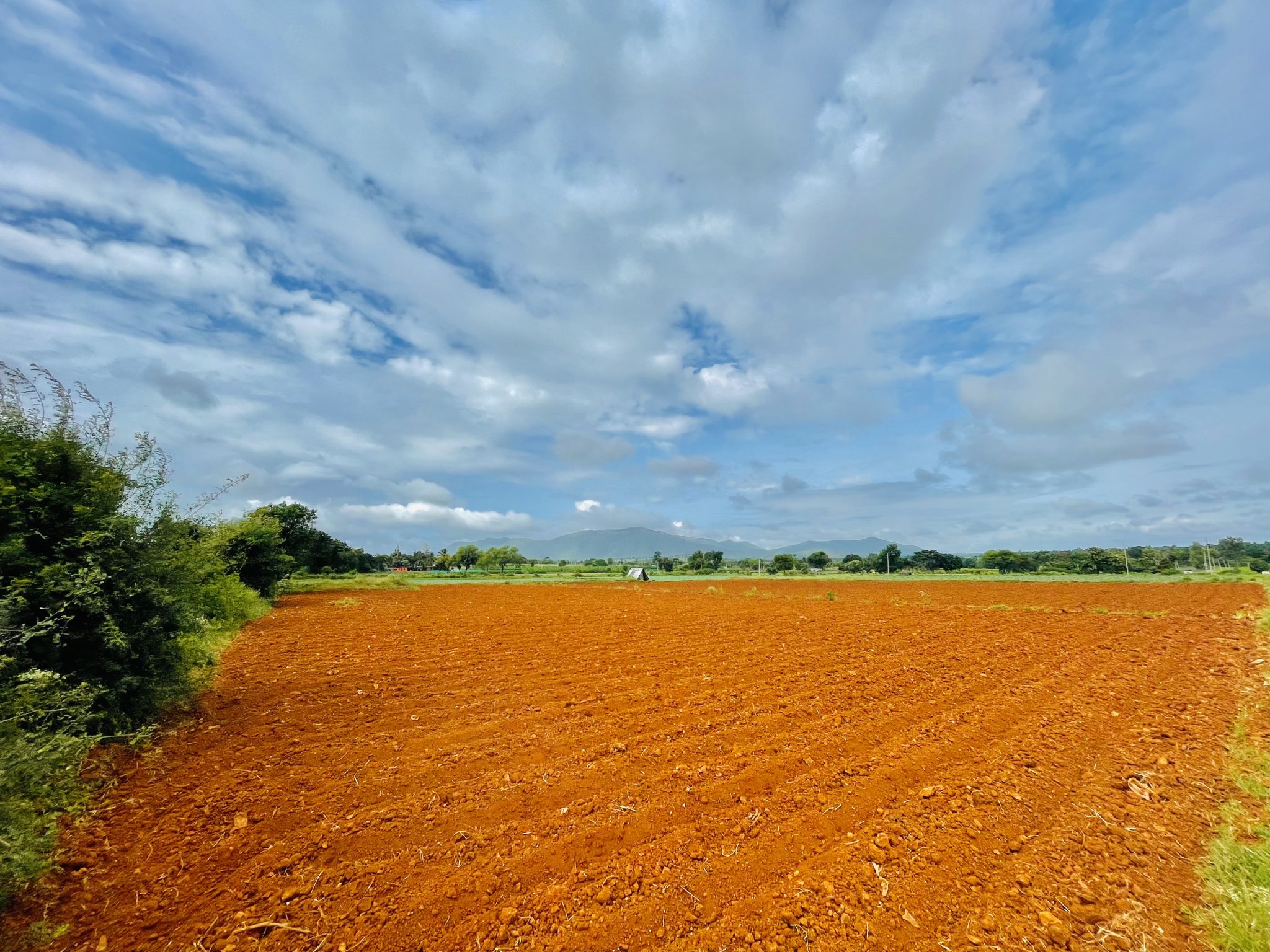 A paddy field set for the next crop. Gundlupet, Karnataka, India.