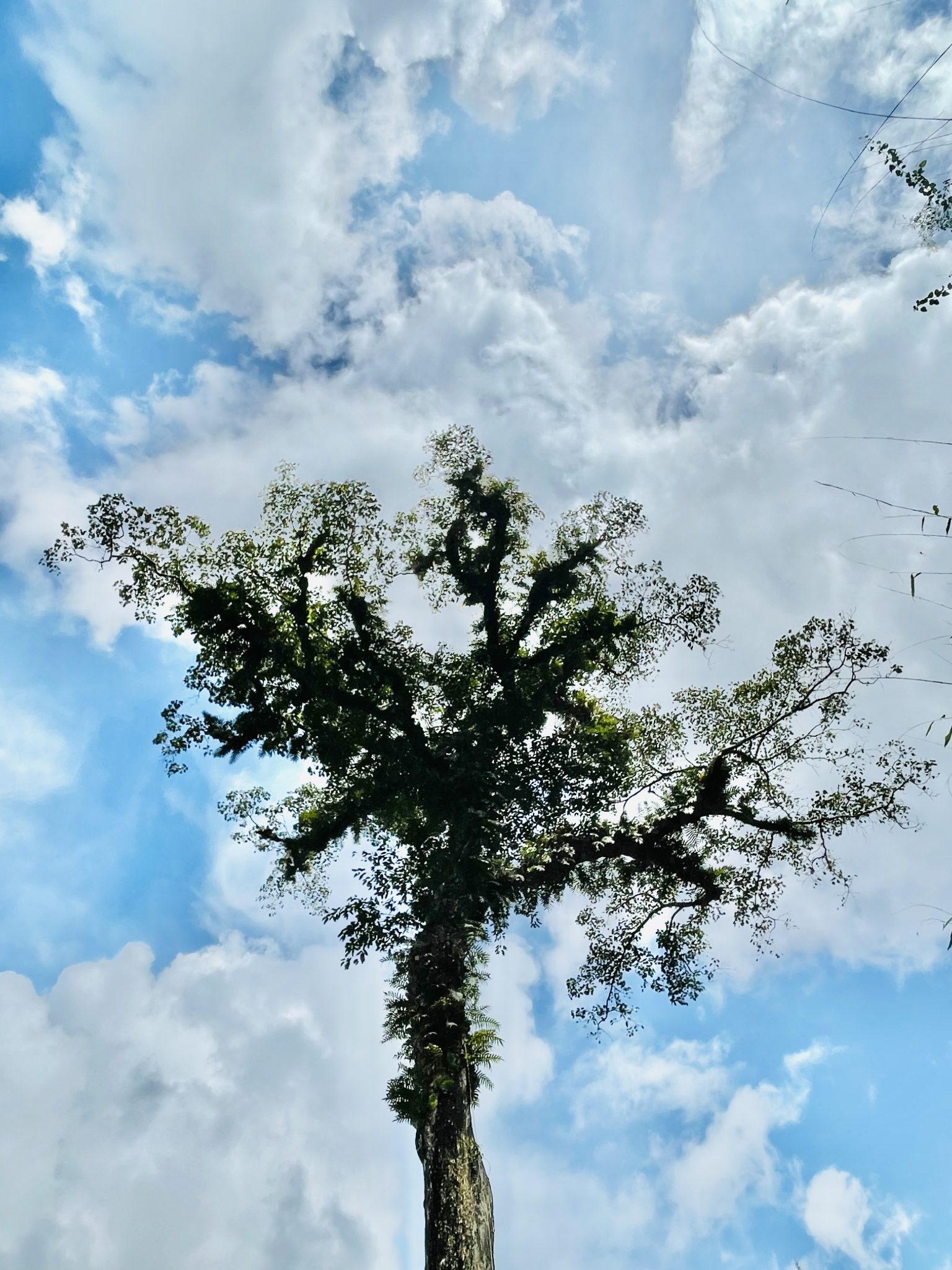 Grand & tall tree, near Thusharagiri waterfalls. Kozhikode, Kerala, India.