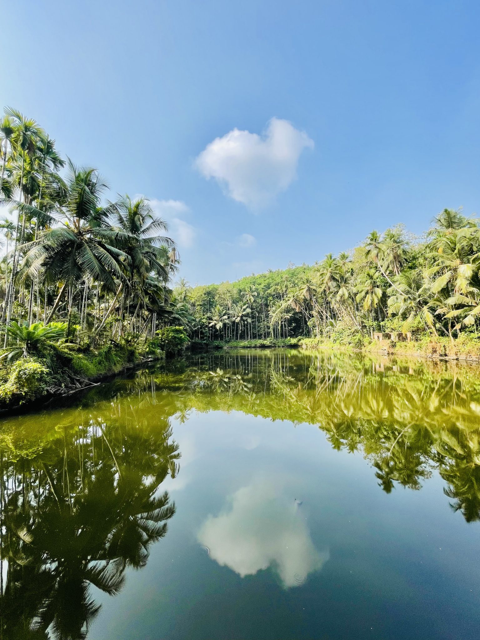 Thrikkalayoor Mahadeva Temple pond. Malappuram, Kerala, India. Clear sky, one small cloud, pond set in a palm forest. Water is greenish, but very reflective, so you can see the forest and the sky in the reflection.