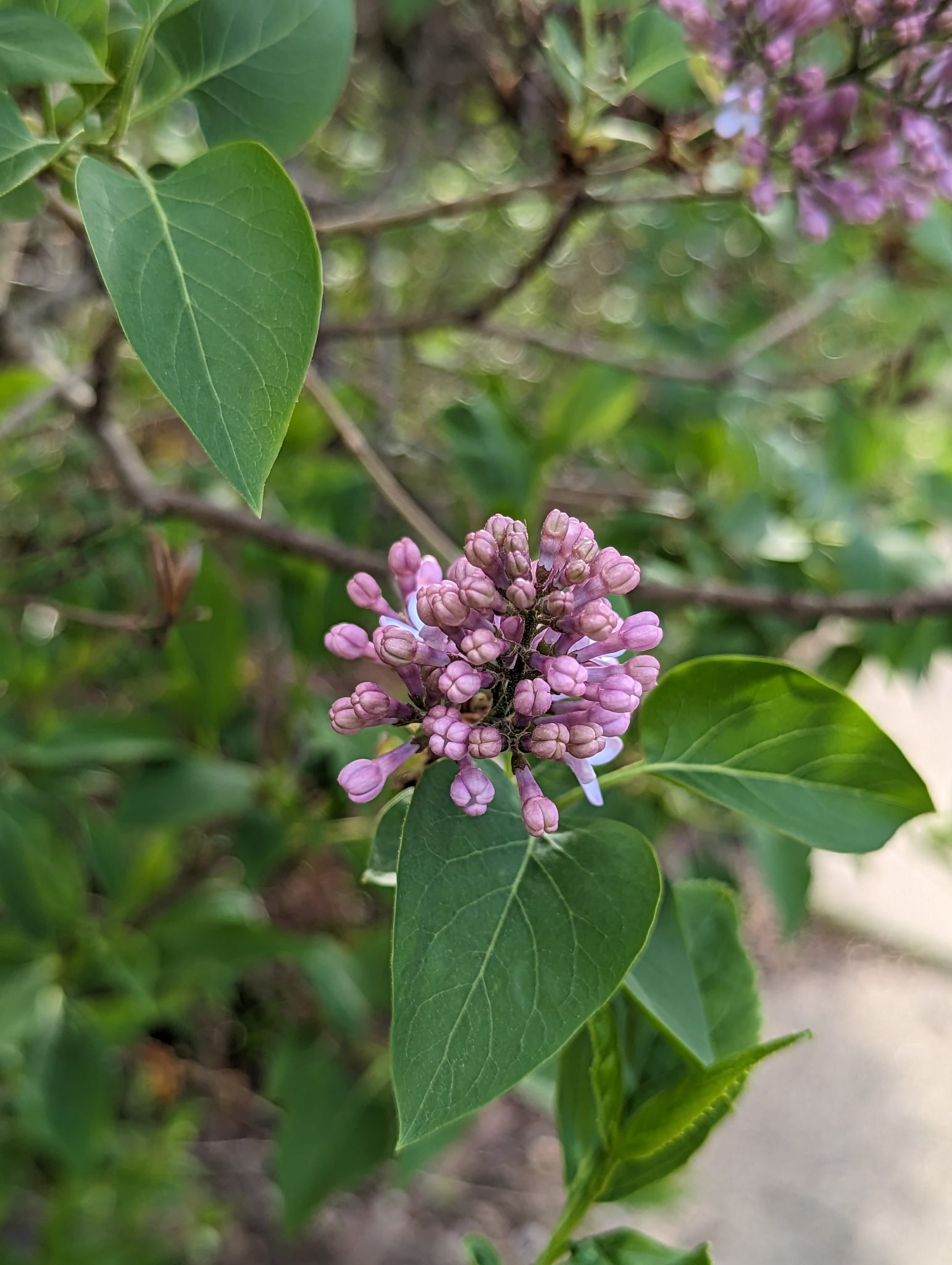 Lilac buds before they open