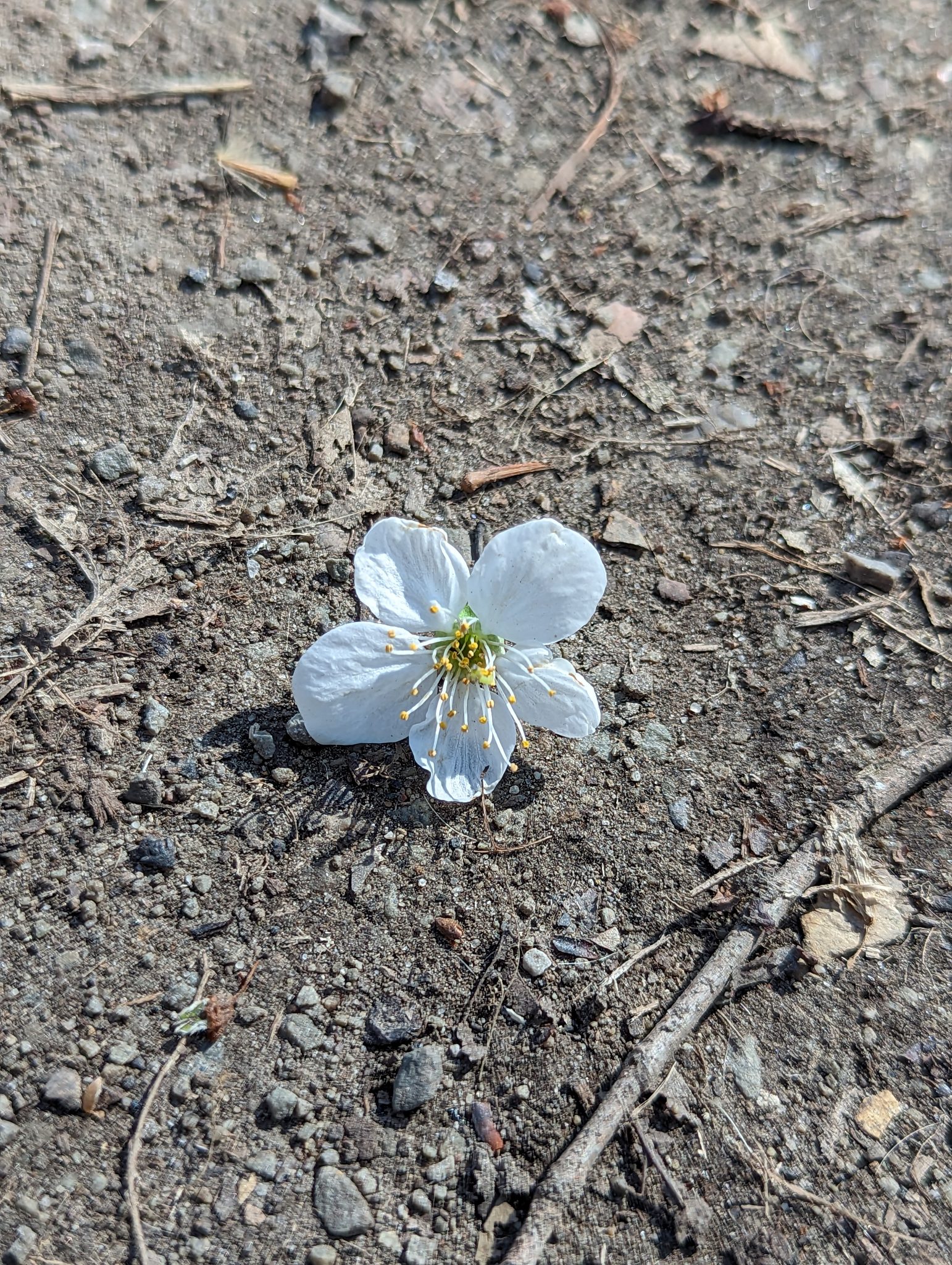 A cherry blossom that has fallen on the concrete