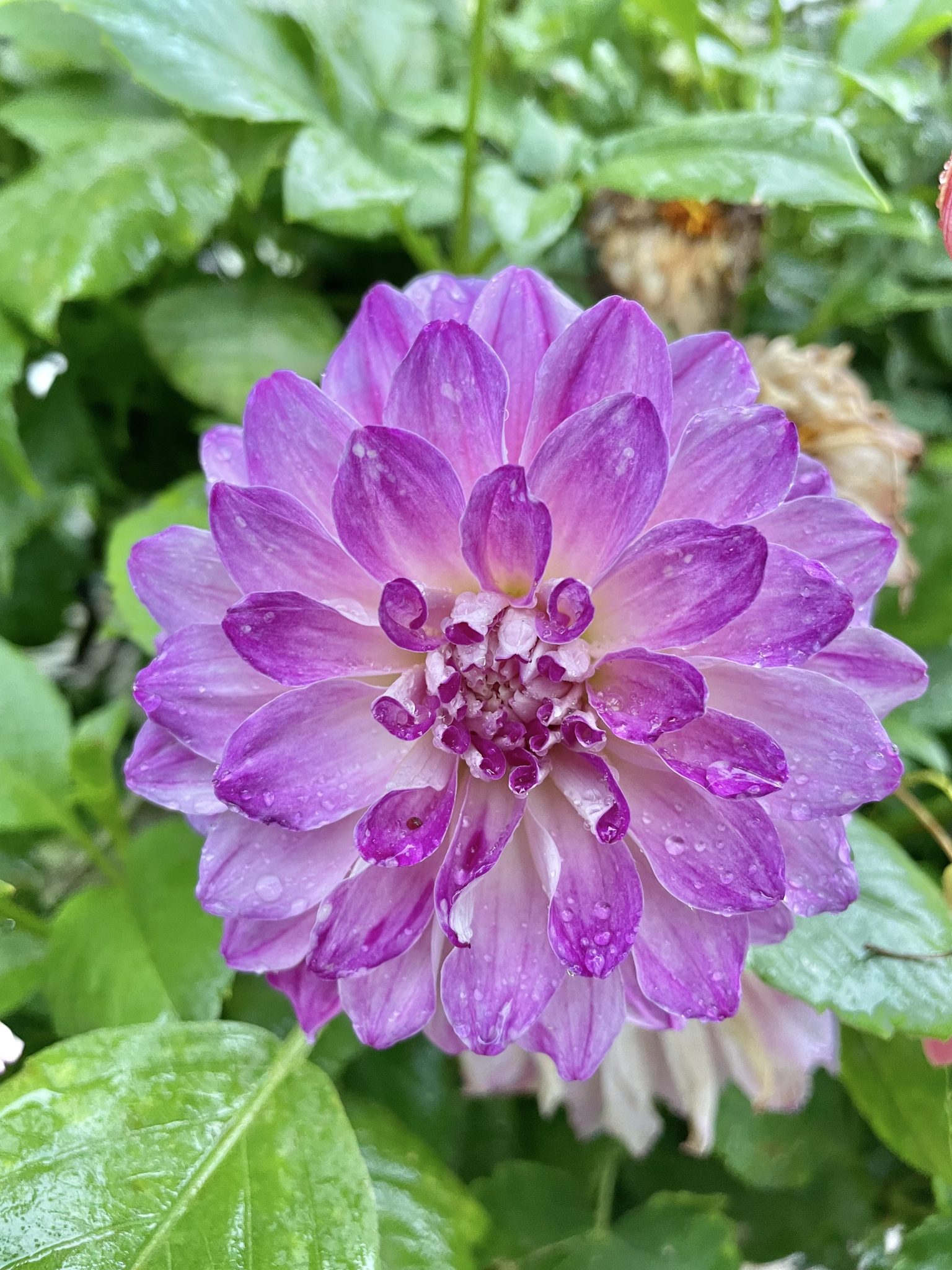 Dahlia Flower after a drizzle. From Sarangkot, Pokhara, Nepal.