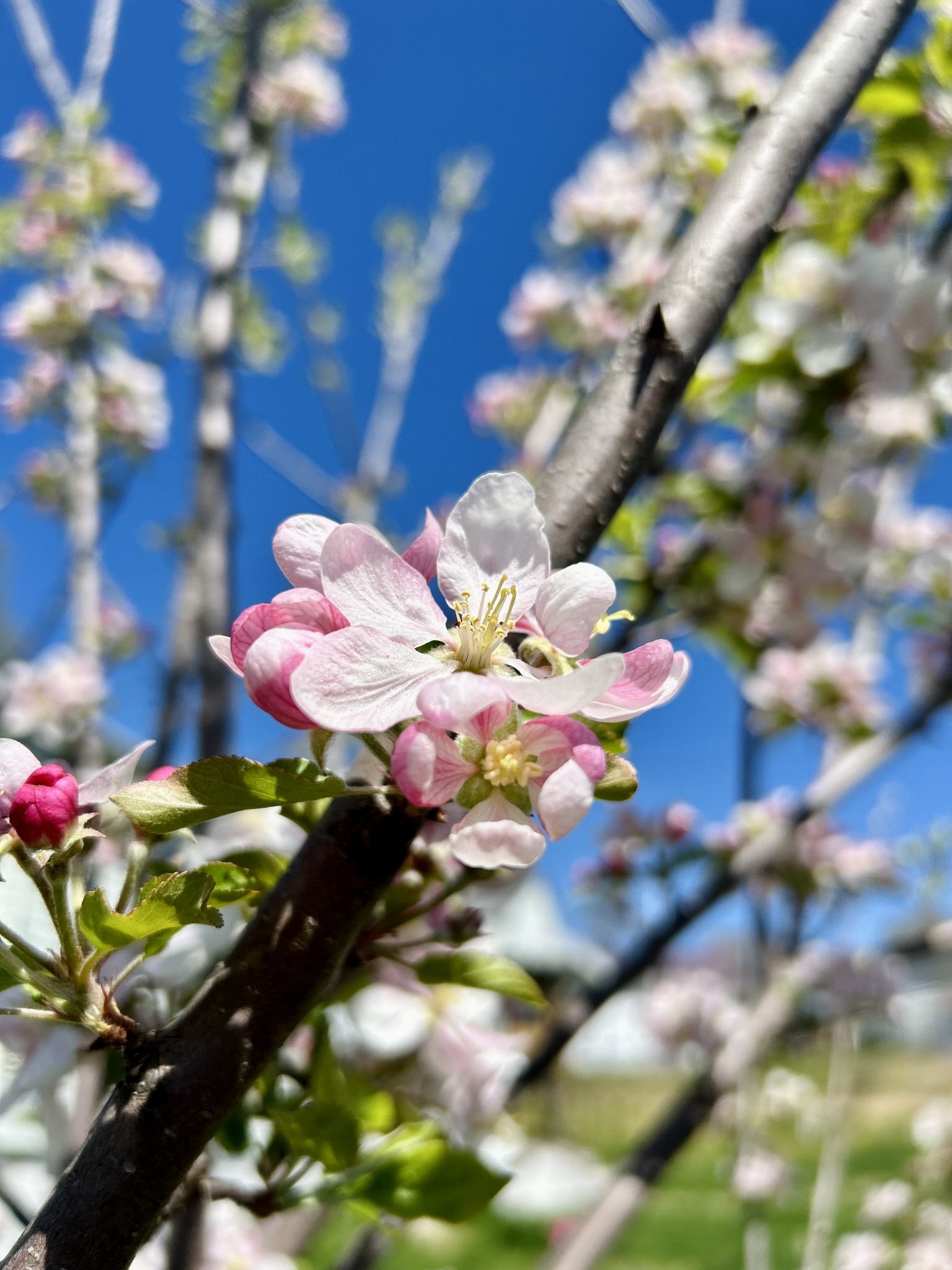 Apple tree blossom against a bright blue sky