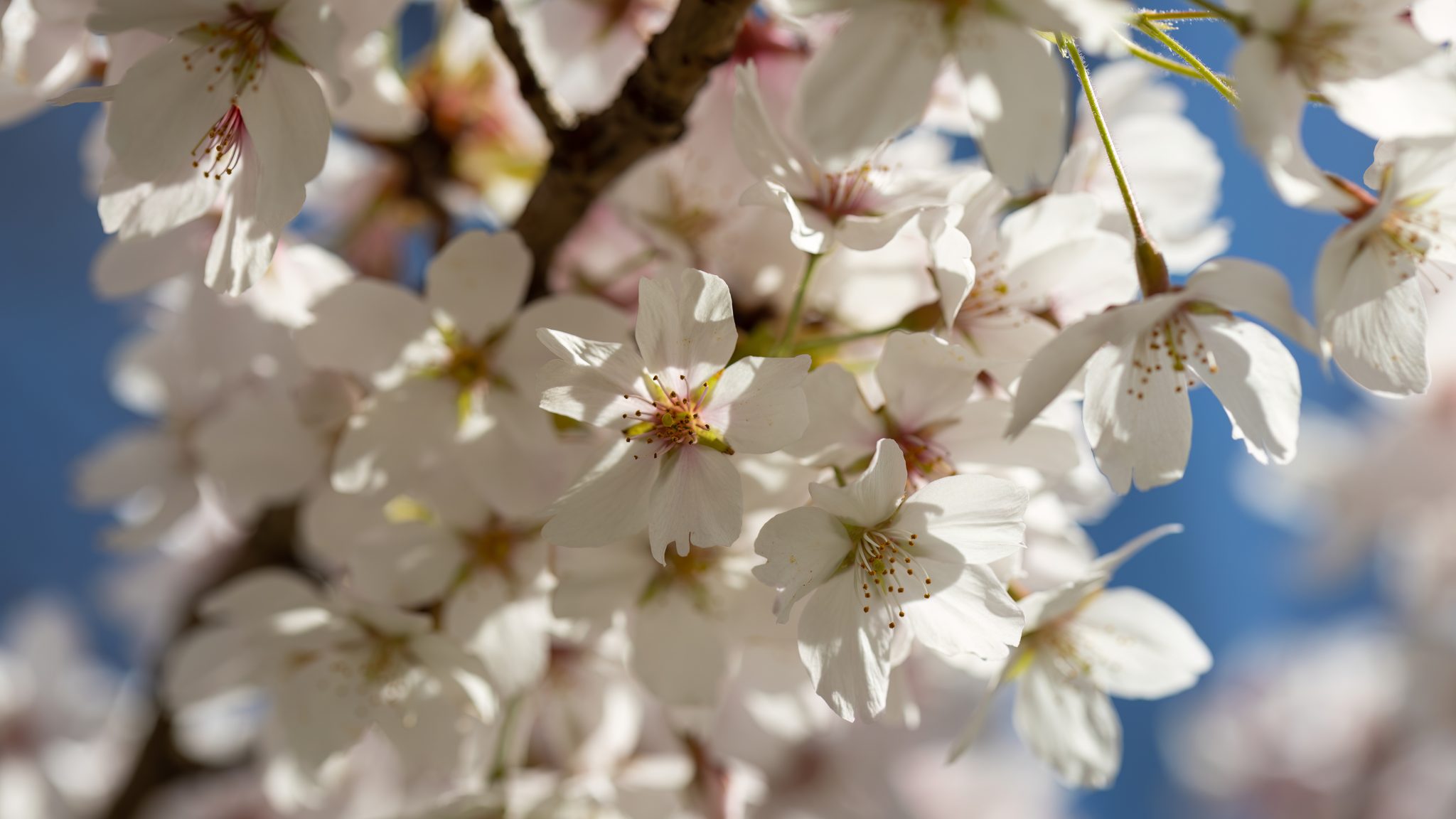 Springtime Cherry Blossoms