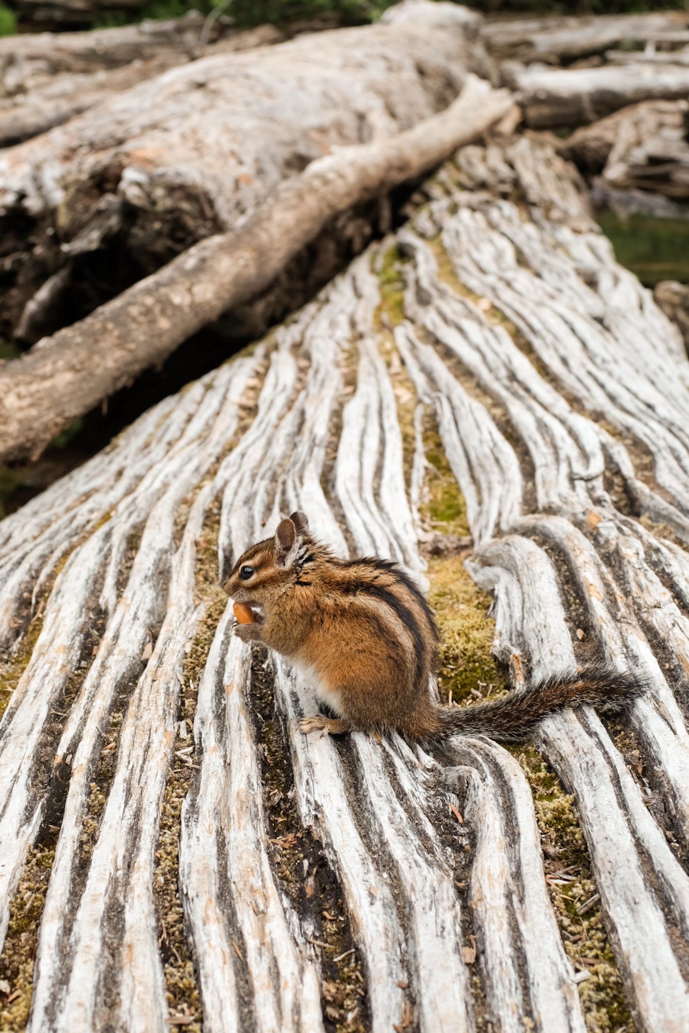 Chipmunk in the Washington wilderness, nibbling food on a log
