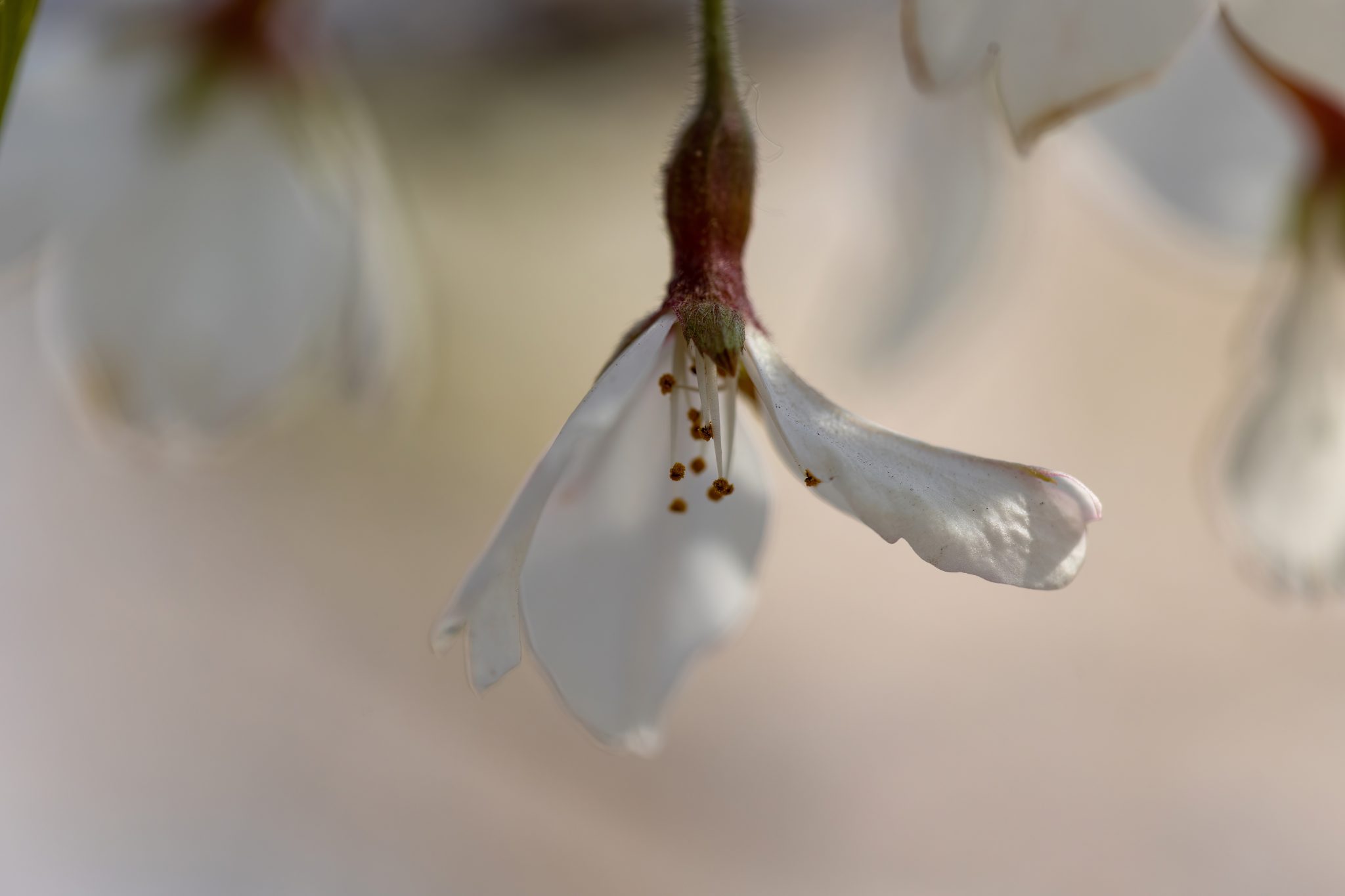 Macro photo of one Cherry Blossom