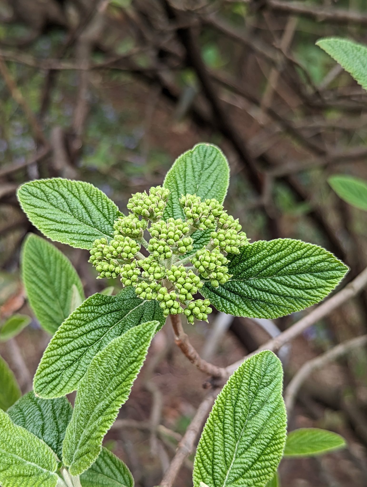 Tiny green buds in the center of new green leaves