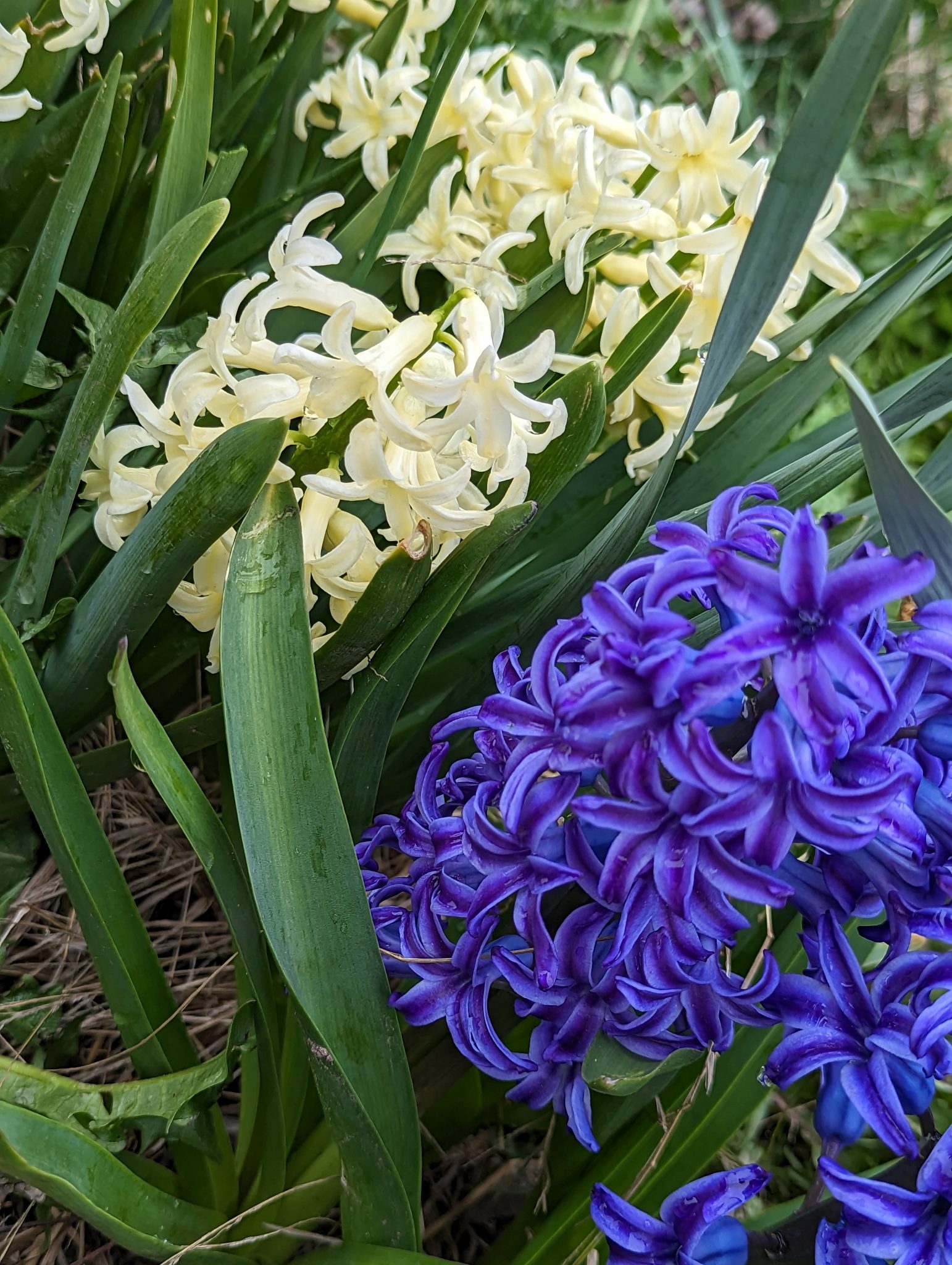 Blue and white hyacinth flowered. Camera nestled down into the leaves so the view is quite close.