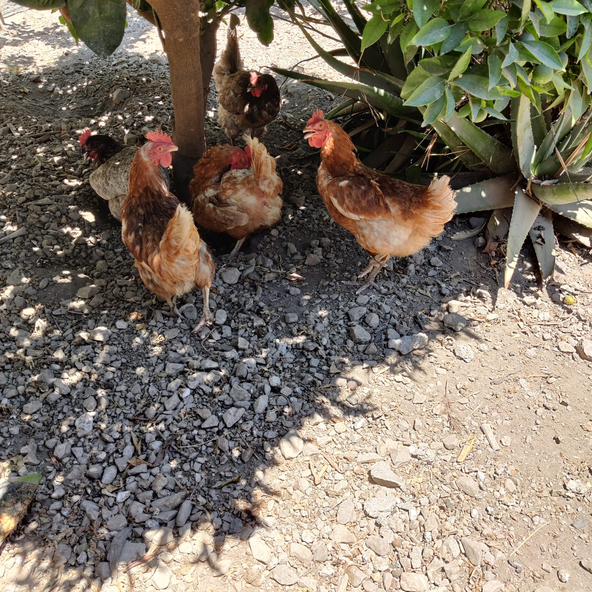 Five chickens under a tree in the shade, standing on some gravel. One is looking at us.