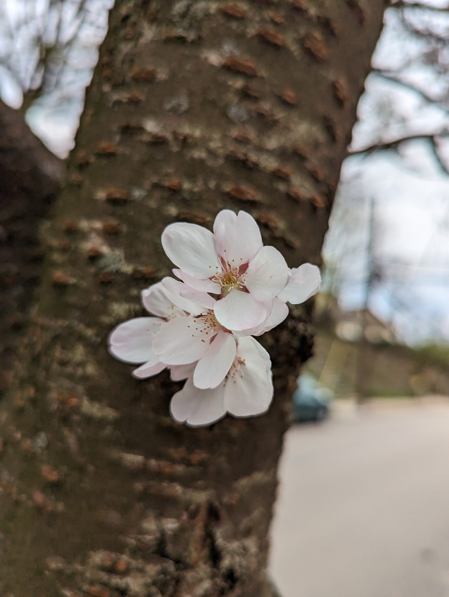 Two cherry blossoms on cherry tree trunk