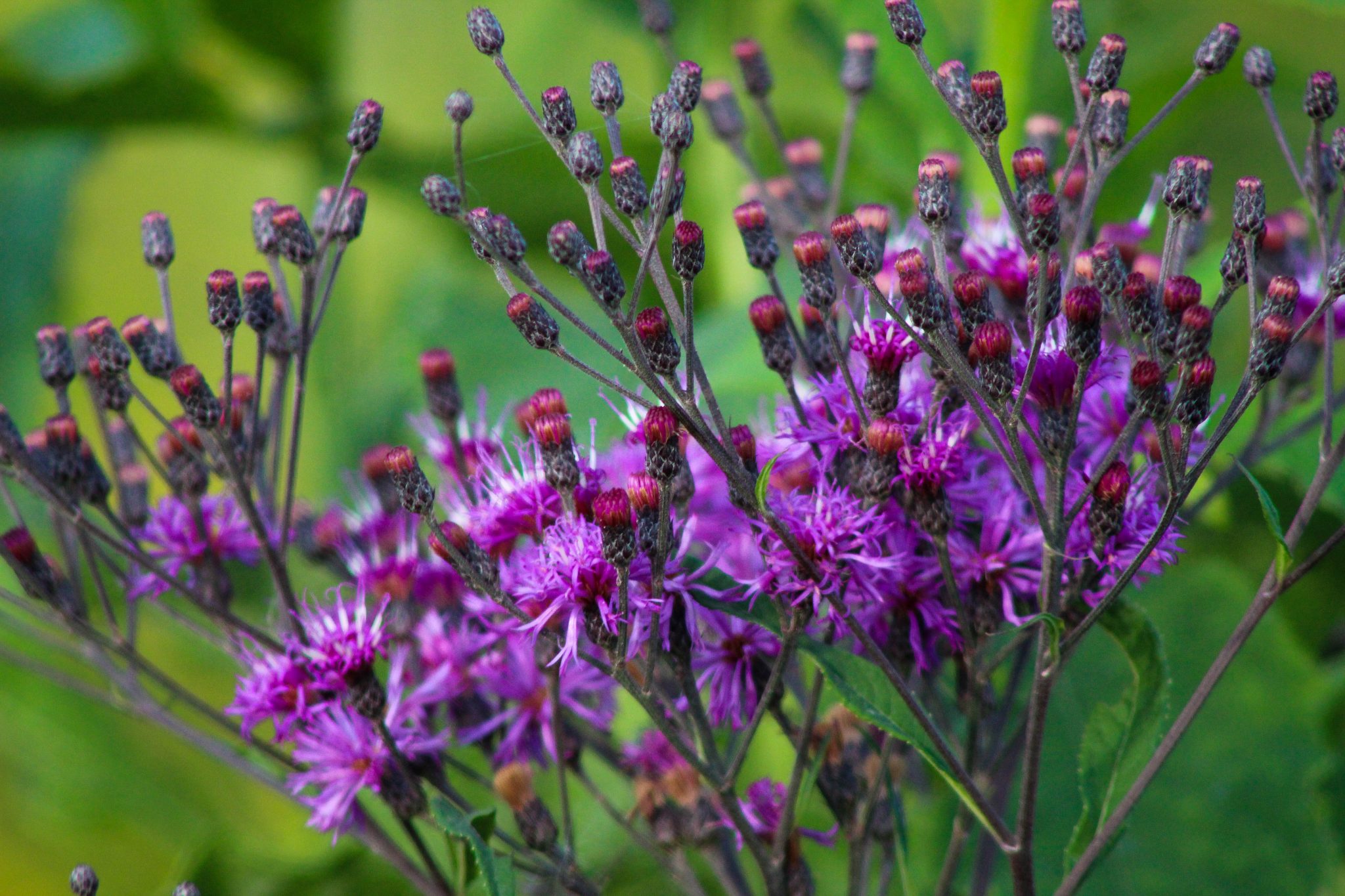 Purple flowers, sometimes called "heather"